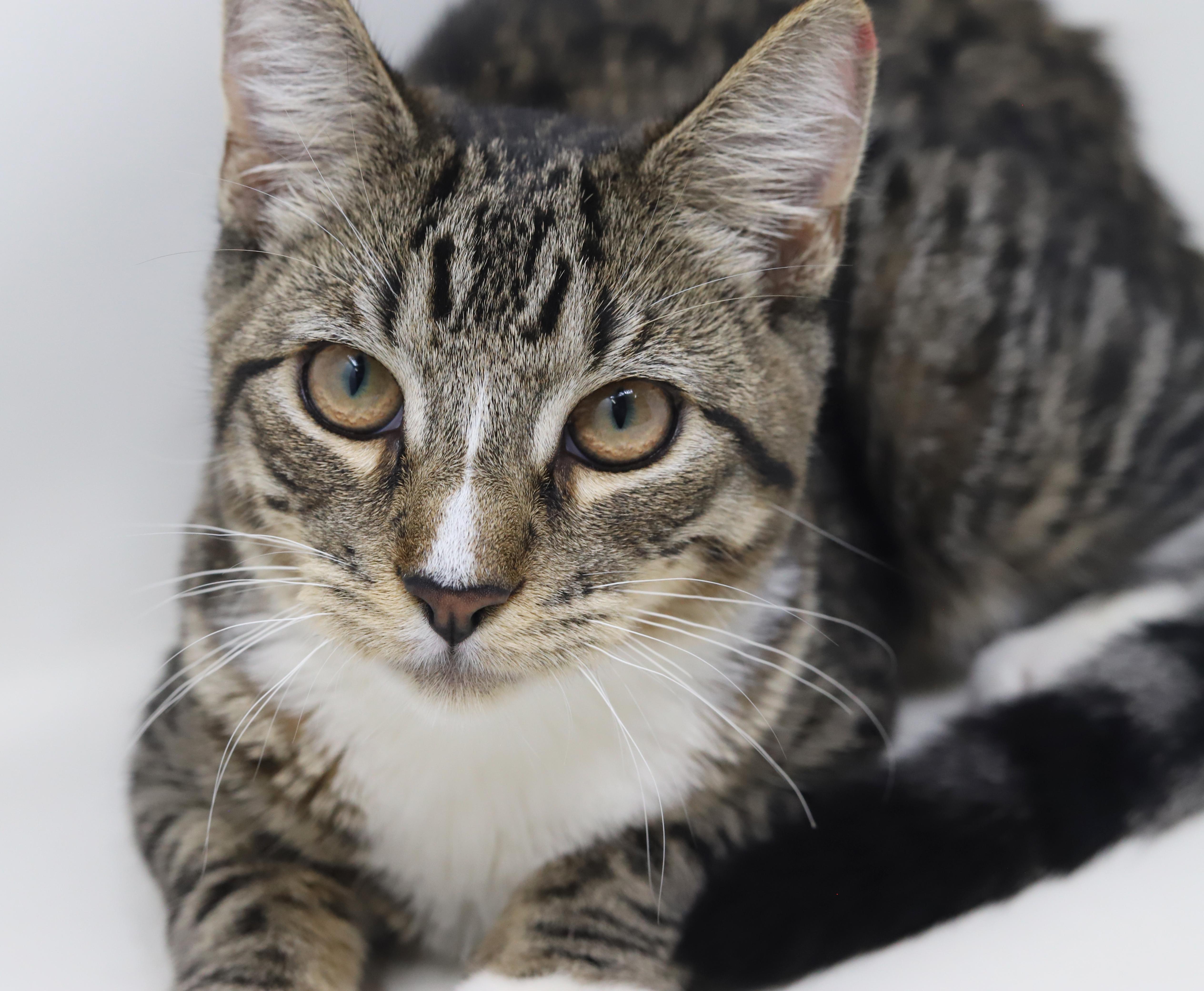 Enlarge Gustavo is just a gorgeous guy!  Still just a big goofy kitten too!, an adopted mixed breed in Bedford Hills, NY image 4/6