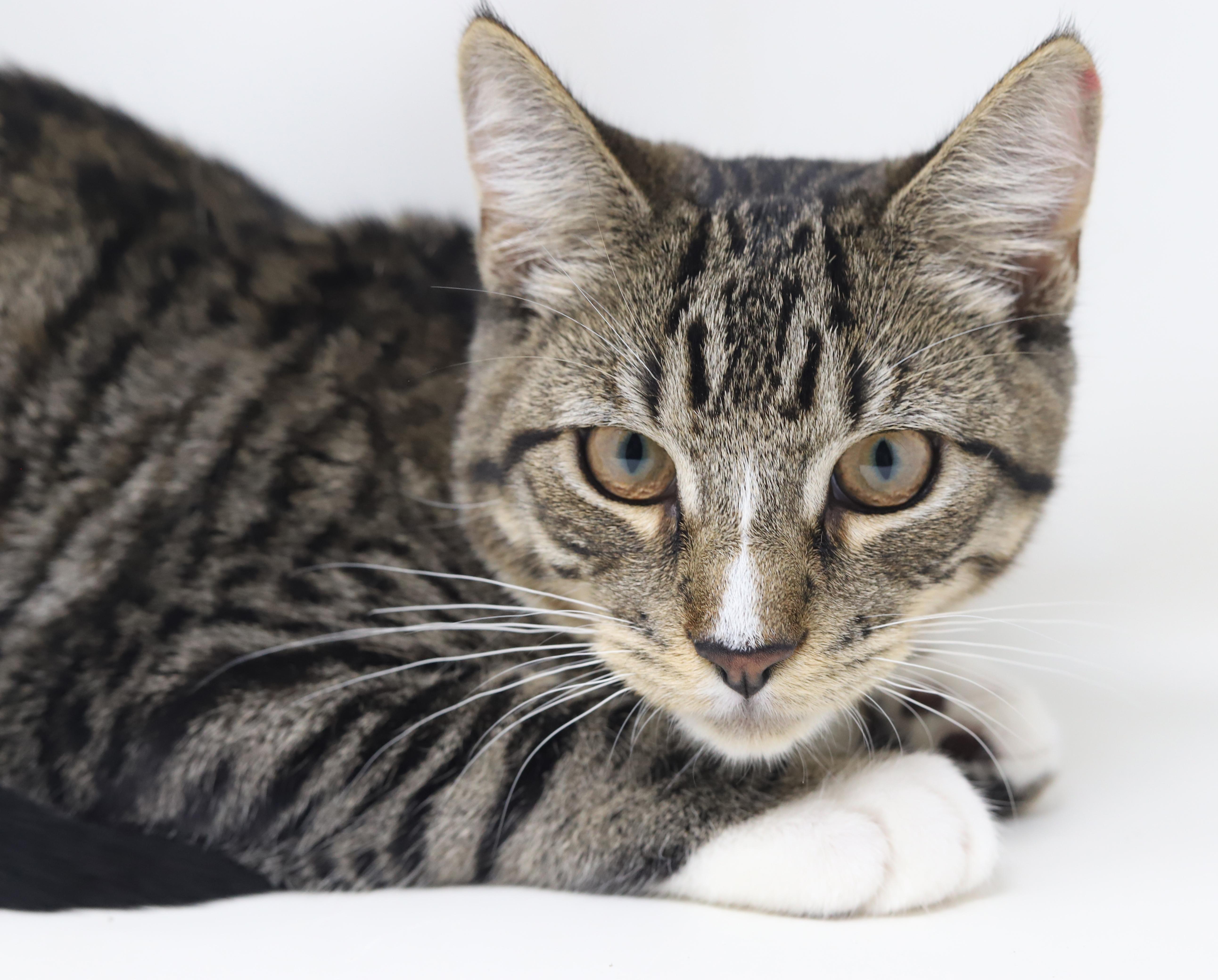 Enlarge Gustavo is just a gorgeous guy!  Still just a big goofy kitten too!, an adopted mixed breed in Bedford Hills, NY image 1/6