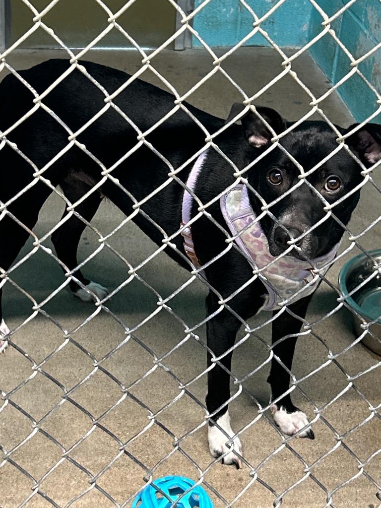 Enlarge Angel, a Adoptable mixed breed in Glen Rose, TX image 1/1