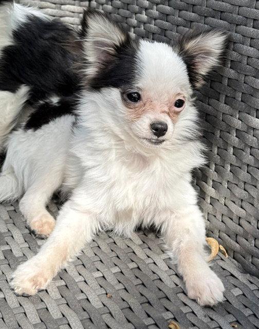 Gemma - ADOPTION PENDING, Adoptable, Young Female Chihuahua & Pomeranian.