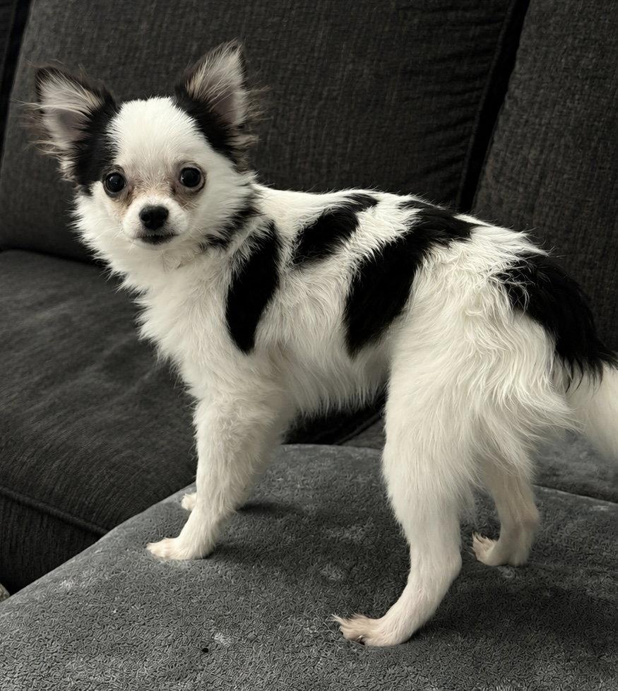 Gemma - ADOPTION PENDING, a Adoptable mixed breed in Grafton, WI image 2/3