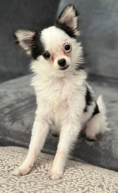 Gemma - ADOPTION PENDING, a Adoptable mixed breed in Grafton, WI image 3/3