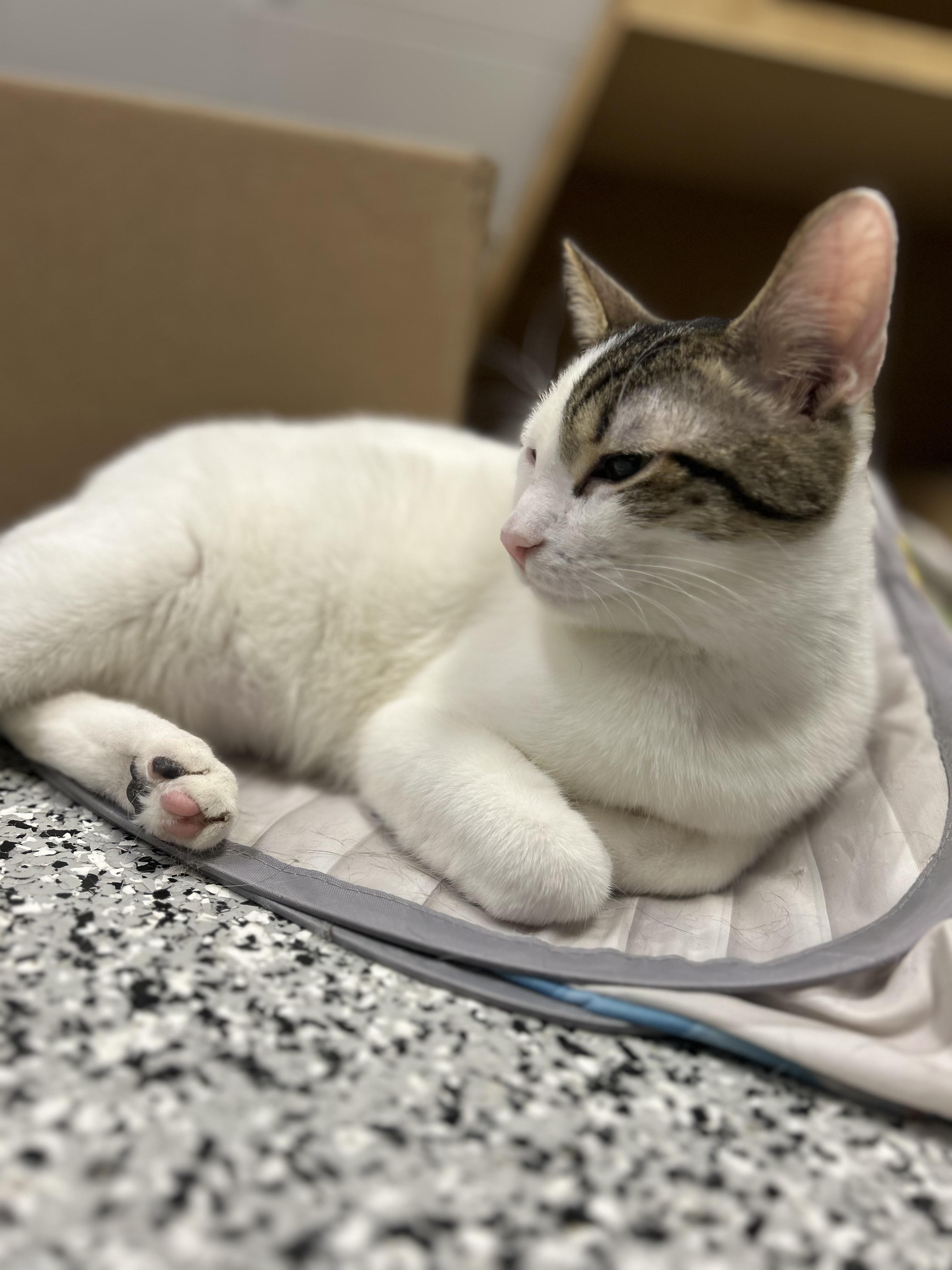 Enlarge Euchre *, a Adoptable Domestic Short Hair in Douglas, MI image 1/5