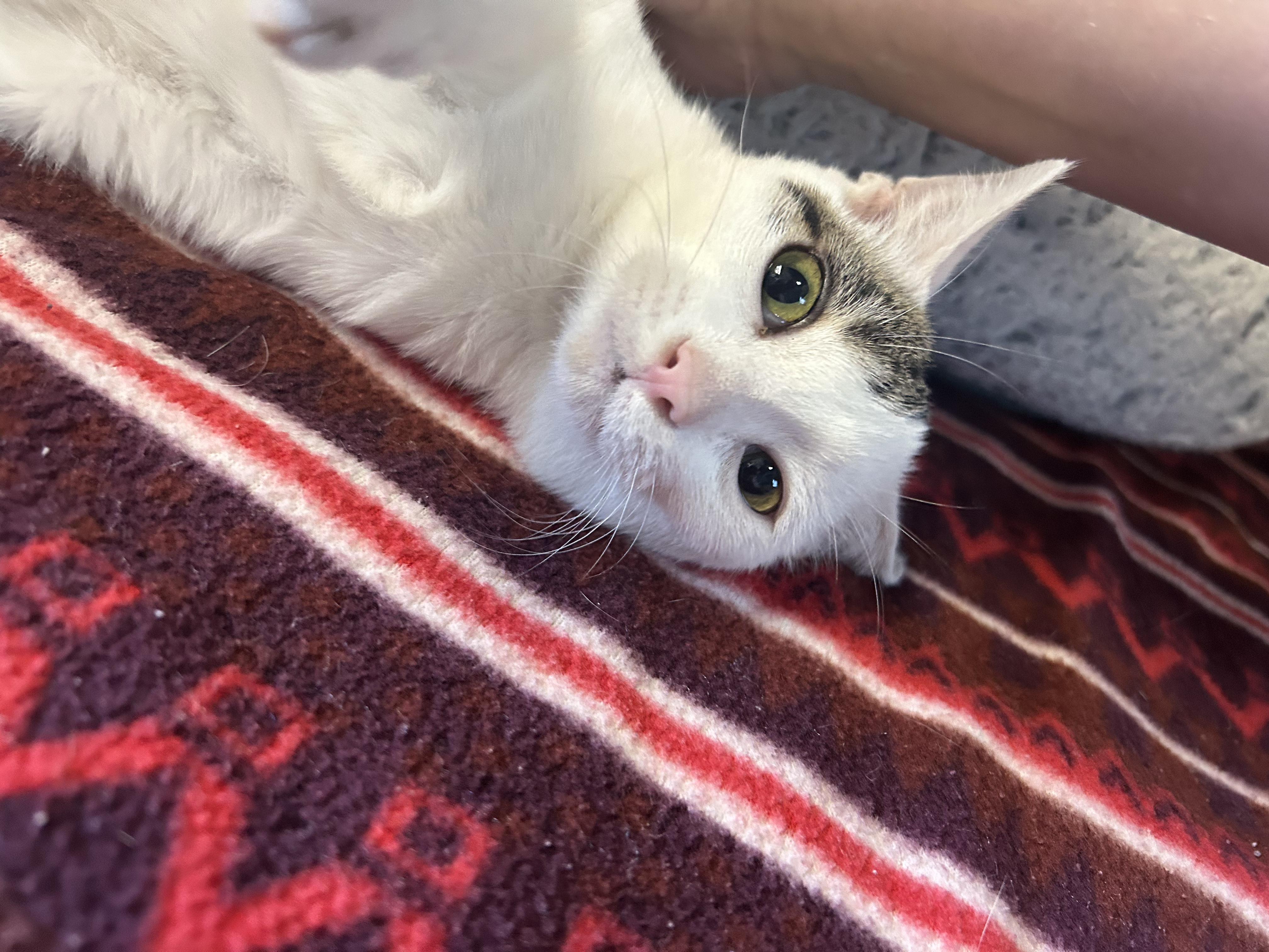 Enlarge Euchre *, a Adoptable Domestic Short Hair in Douglas, MI image 2/5