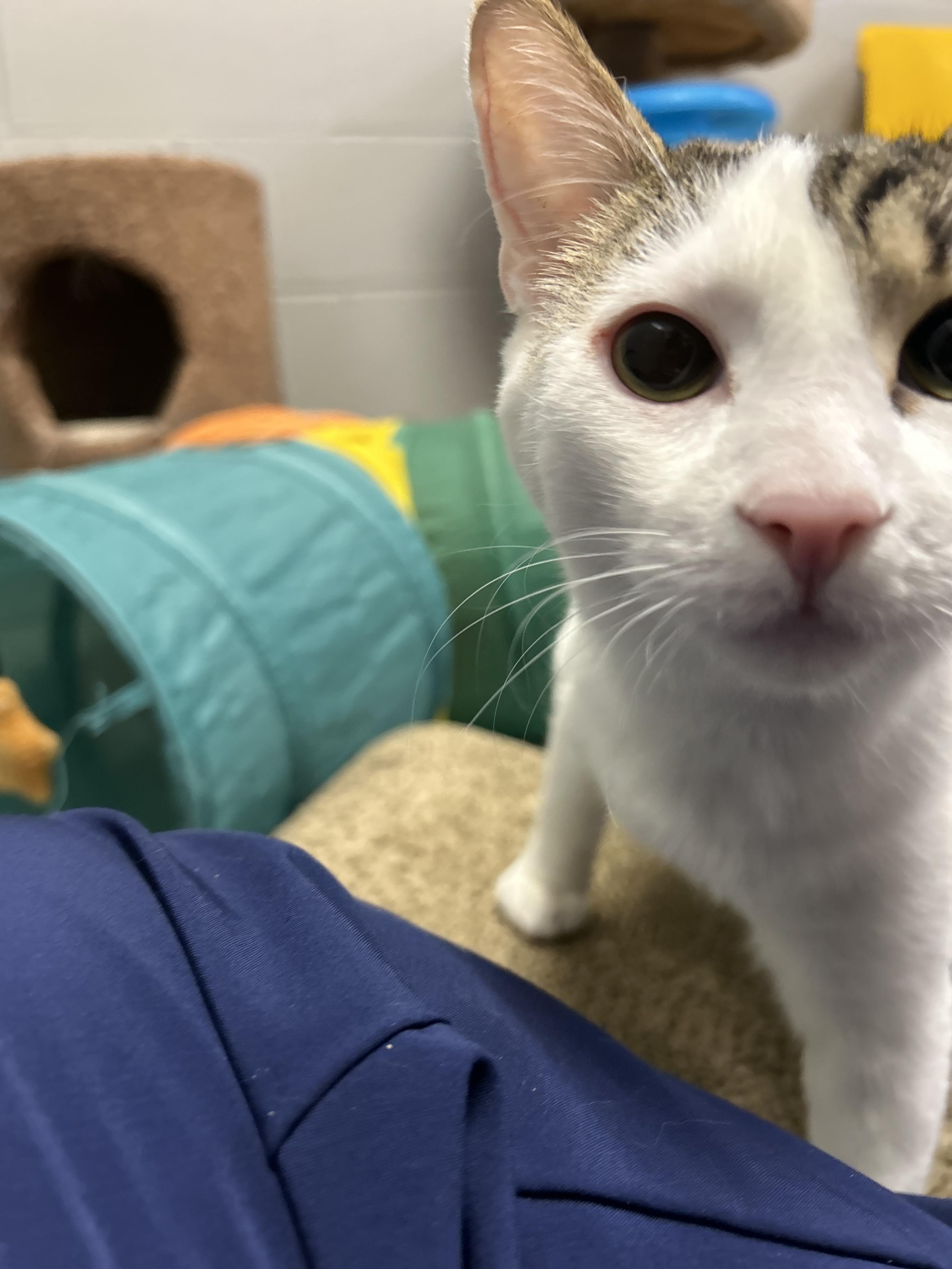 Enlarge Euchre *, a Adoptable Domestic Short Hair in Douglas, MI image 3/5