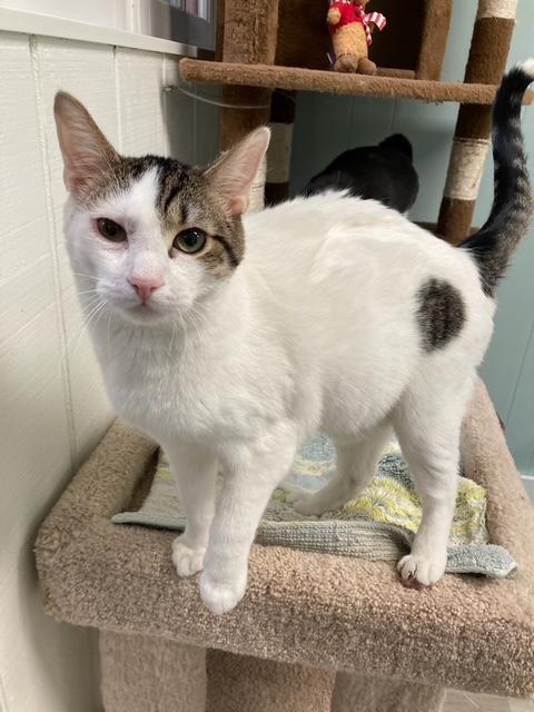 Enlarge Euchre *, a Adoptable Domestic Short Hair in Douglas, MI image 4/5