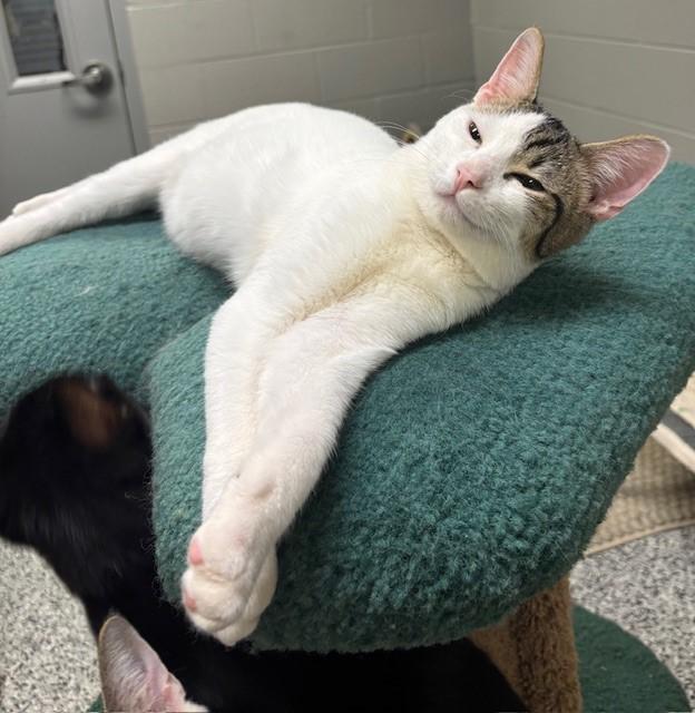 Enlarge Euchre *, a Adoptable Domestic Short Hair in Douglas, MI image 5/5