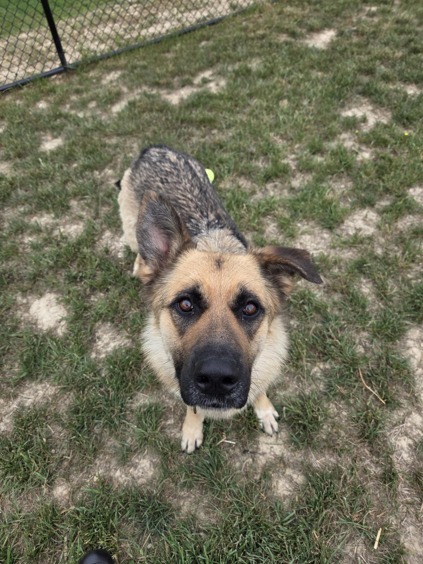 Enlarge Lullaby, a ADOPTABLE mixed breed in Shepherdsville, KY image 2/3
