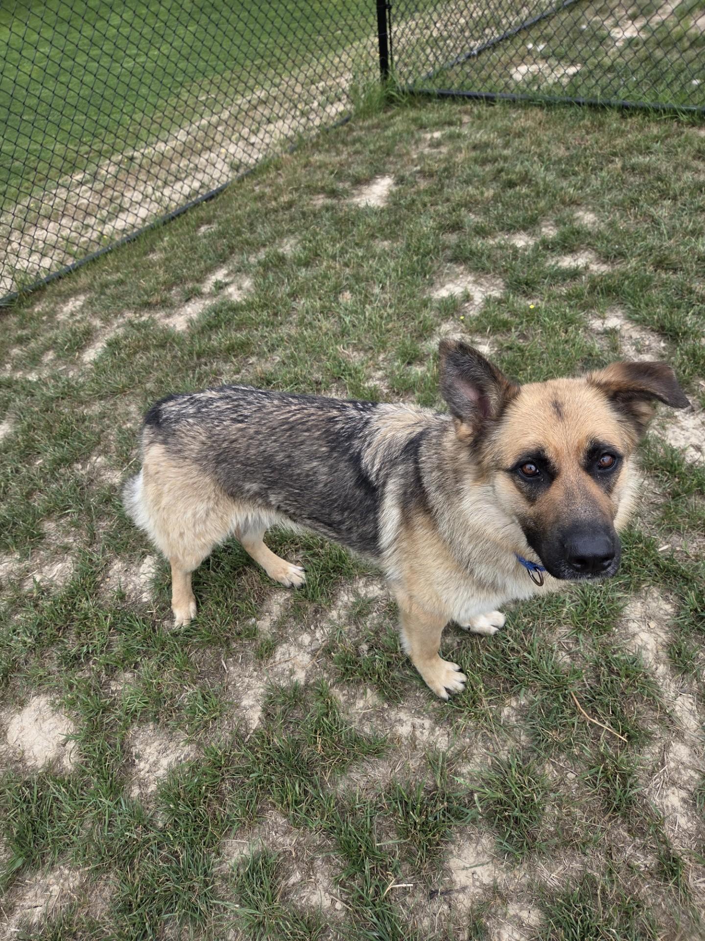 Enlarge Lullaby, a ADOPTABLE mixed breed in Shepherdsville, KY image 1/3