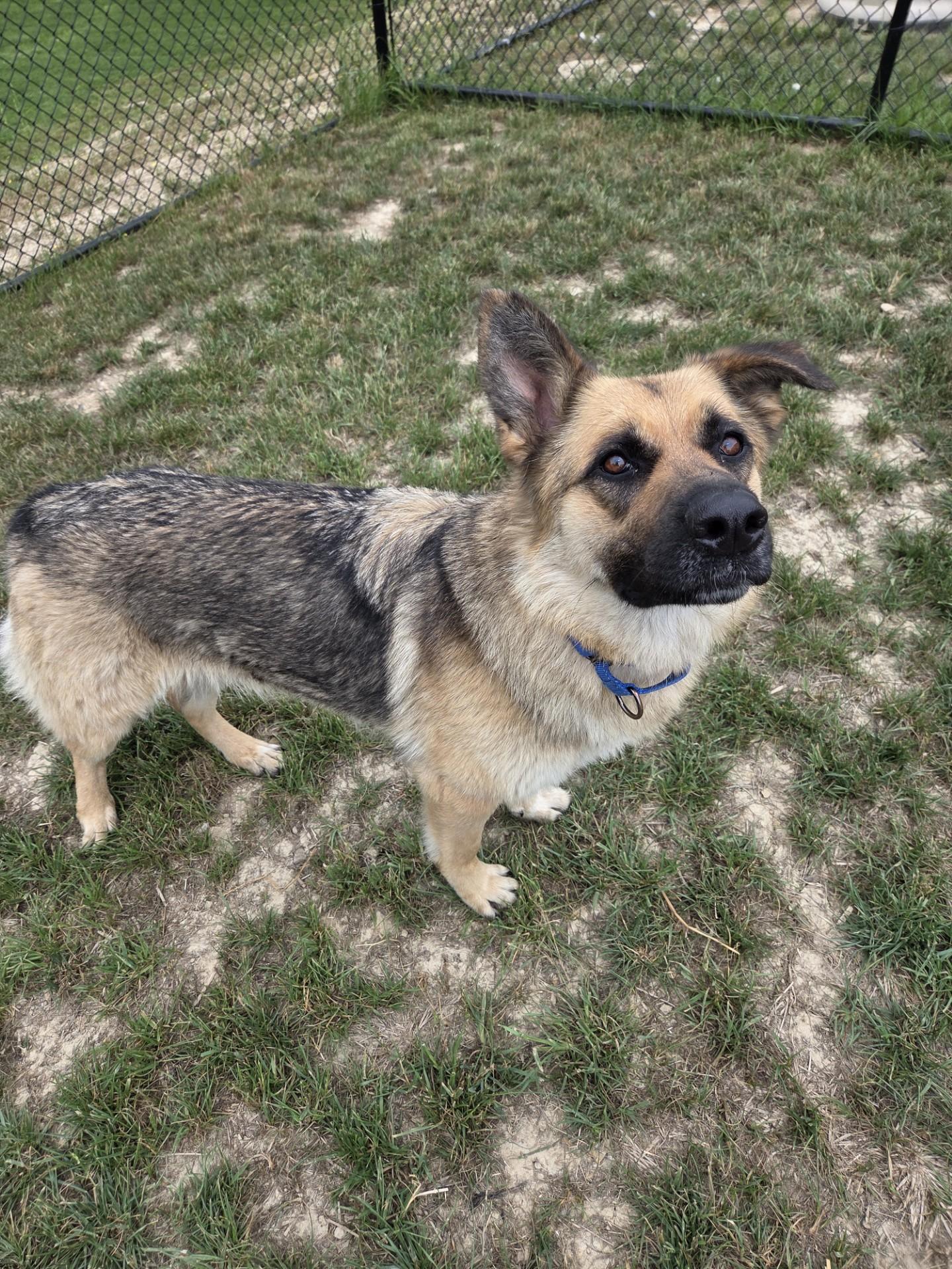 Enlarge Lullaby, a ADOPTABLE mixed breed in Shepherdsville, KY image 3/3
