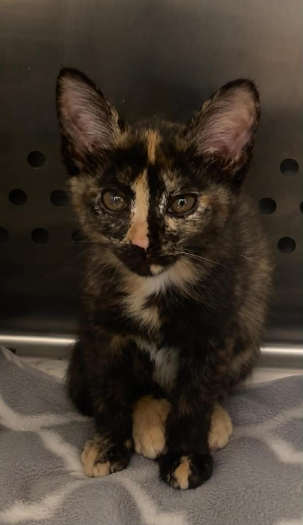 Gator, Adoptable, Kitten Female Domestic Short Hair.