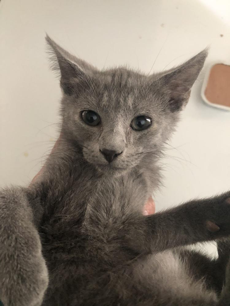 Einstein, a Adoptable Domestic Short Hair in Emporia, KS image 2/2