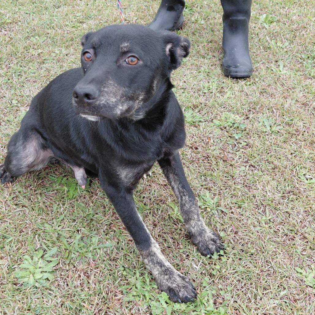 Enlarge Slater, a Adoptable German Shepherd Dog in Dillon, SC image 1/1