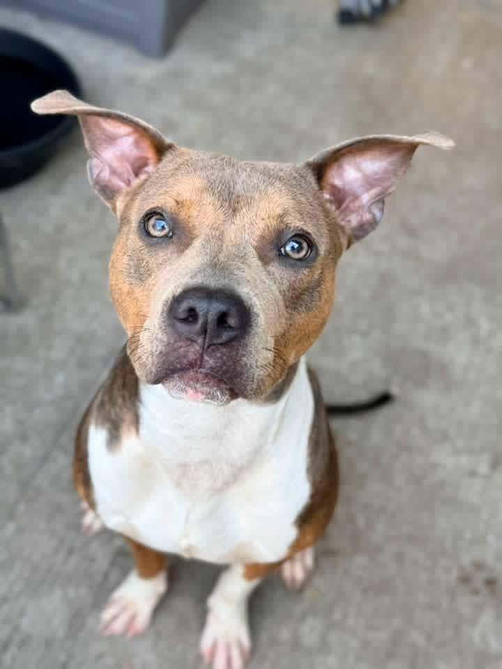Enlarge Limonera, a Adopted Pit Bull Terrier in Chicago, IL image 3/5