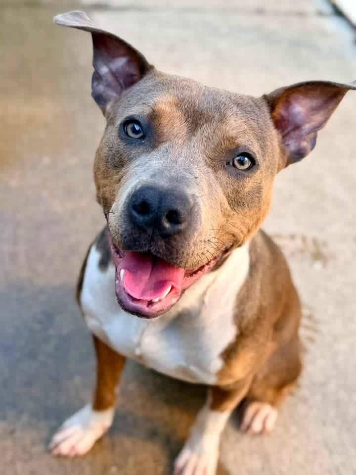 Enlarge Limonera, a Adopted Pit Bull Terrier in Chicago, IL image 2/5