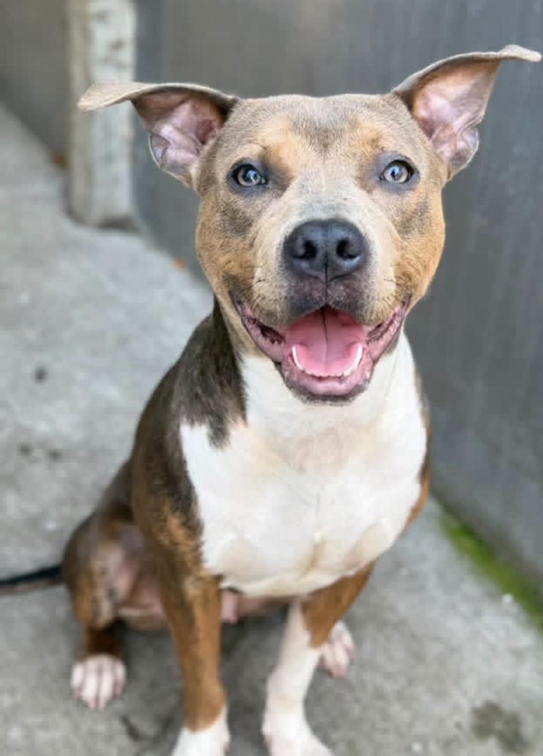 Limonera, Adopted, Adult Female Pit Bull Terrier.