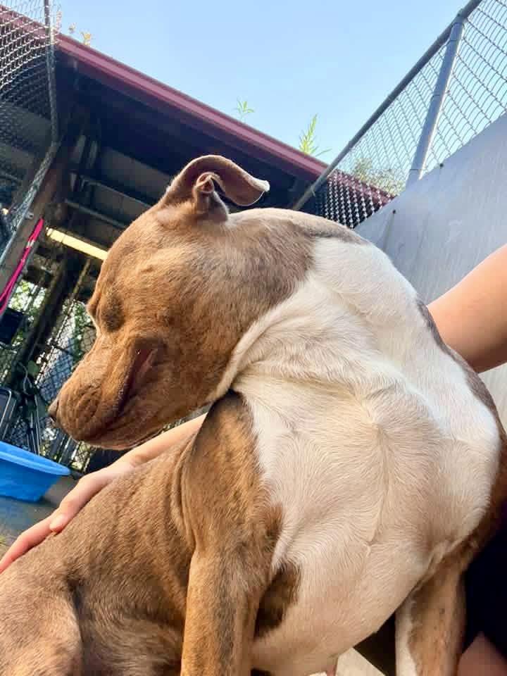 Enlarge Limonera, a Adopted Pit Bull Terrier in Chicago, IL image 4/5