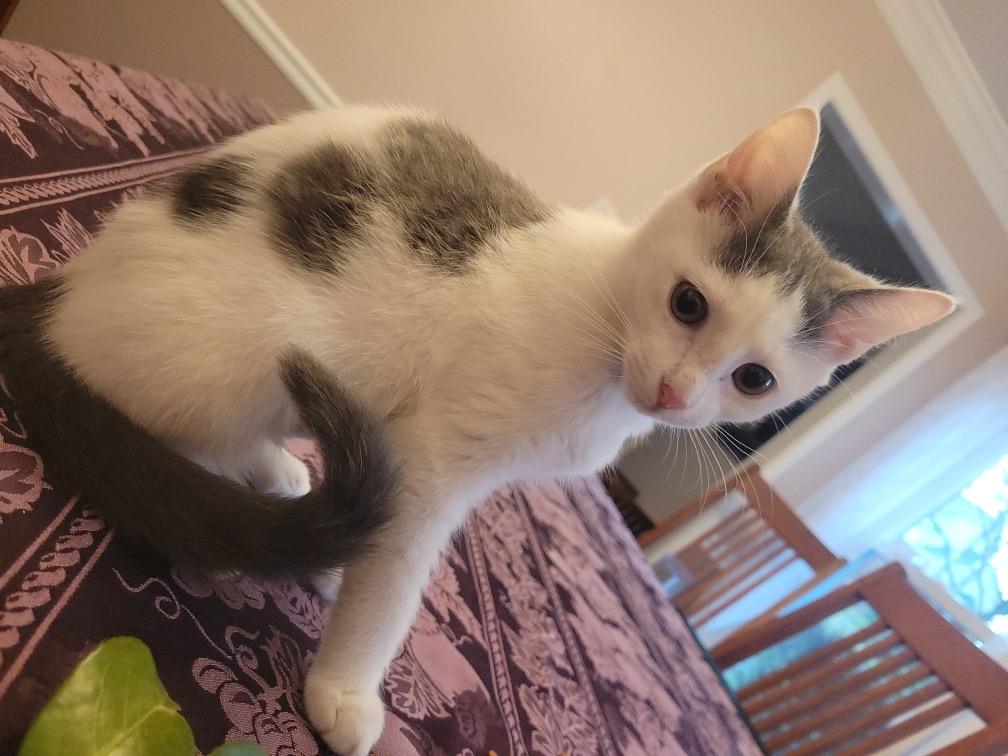 Enlarge Carl & Harper, a ADOPTABLE mixed breed in Lawrenceville, GA image 4/6