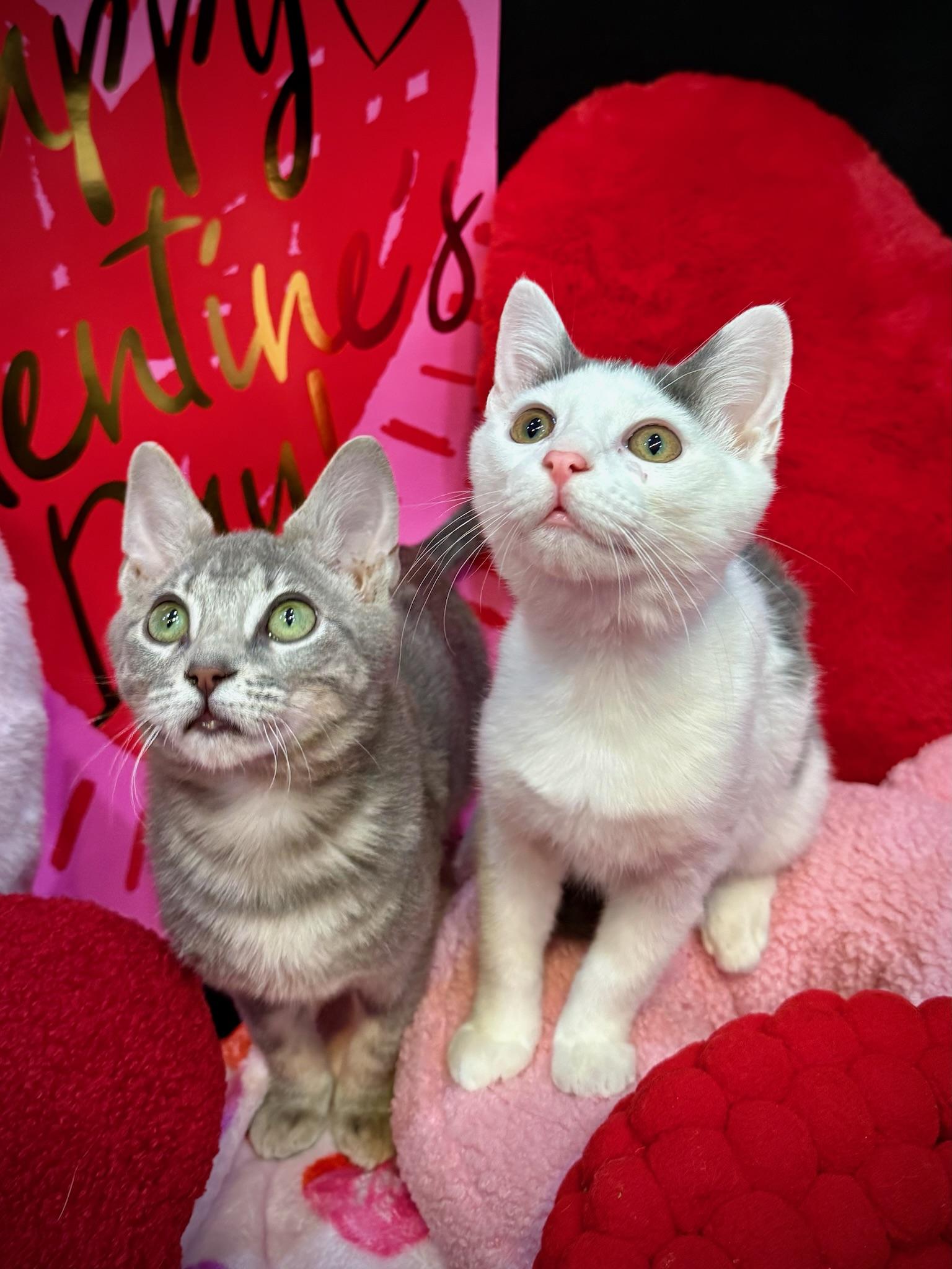 Carl & Harper, a ADOPTABLE mixed breed in Lawrenceville, GA image 6/6