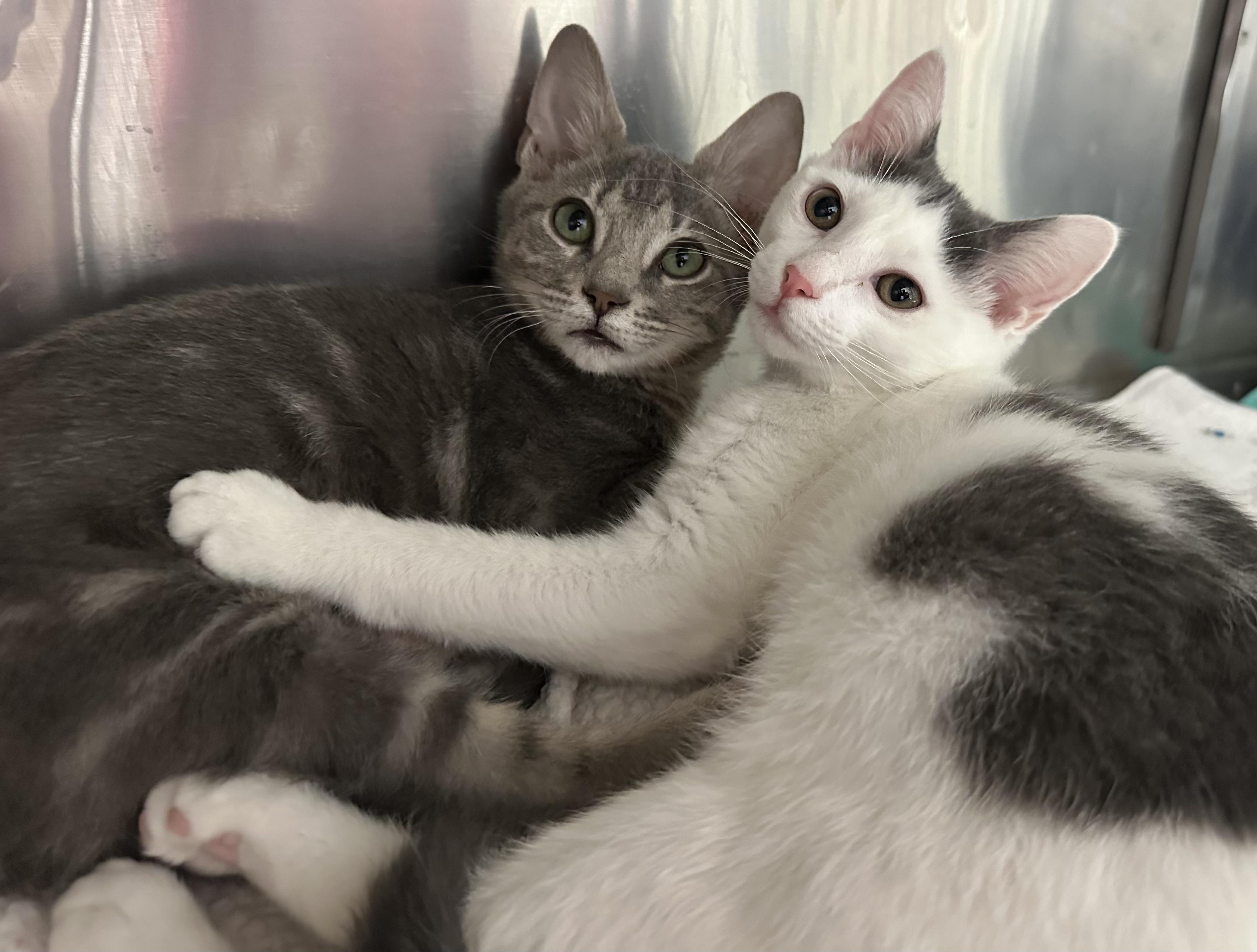 Carl & Harper, a ADOPTABLE mixed breed in Lawrenceville, GA image 2/6