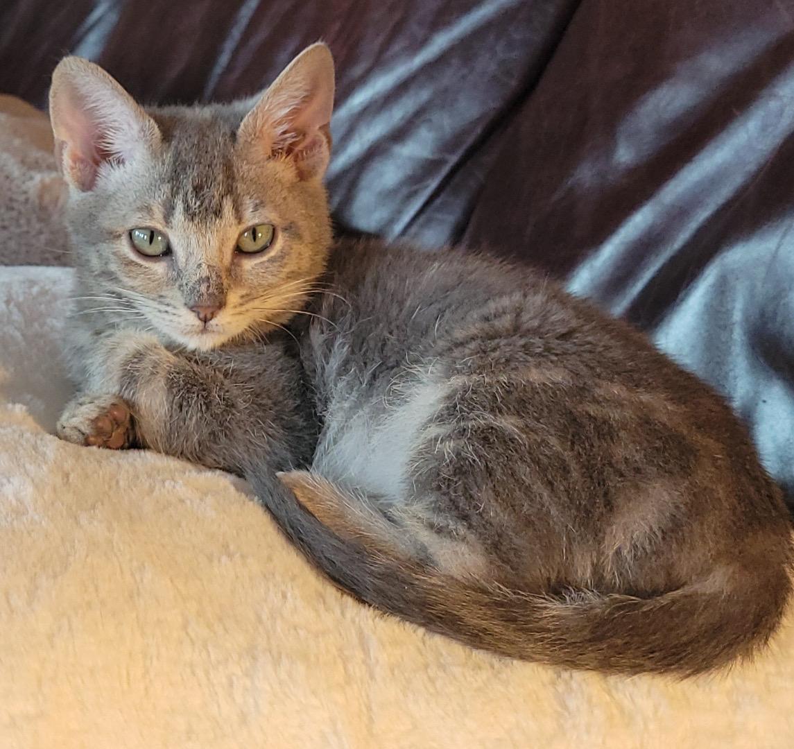 Enlarge Carl & Harper, a ADOPTABLE mixed breed in Lawrenceville, GA image 5/6