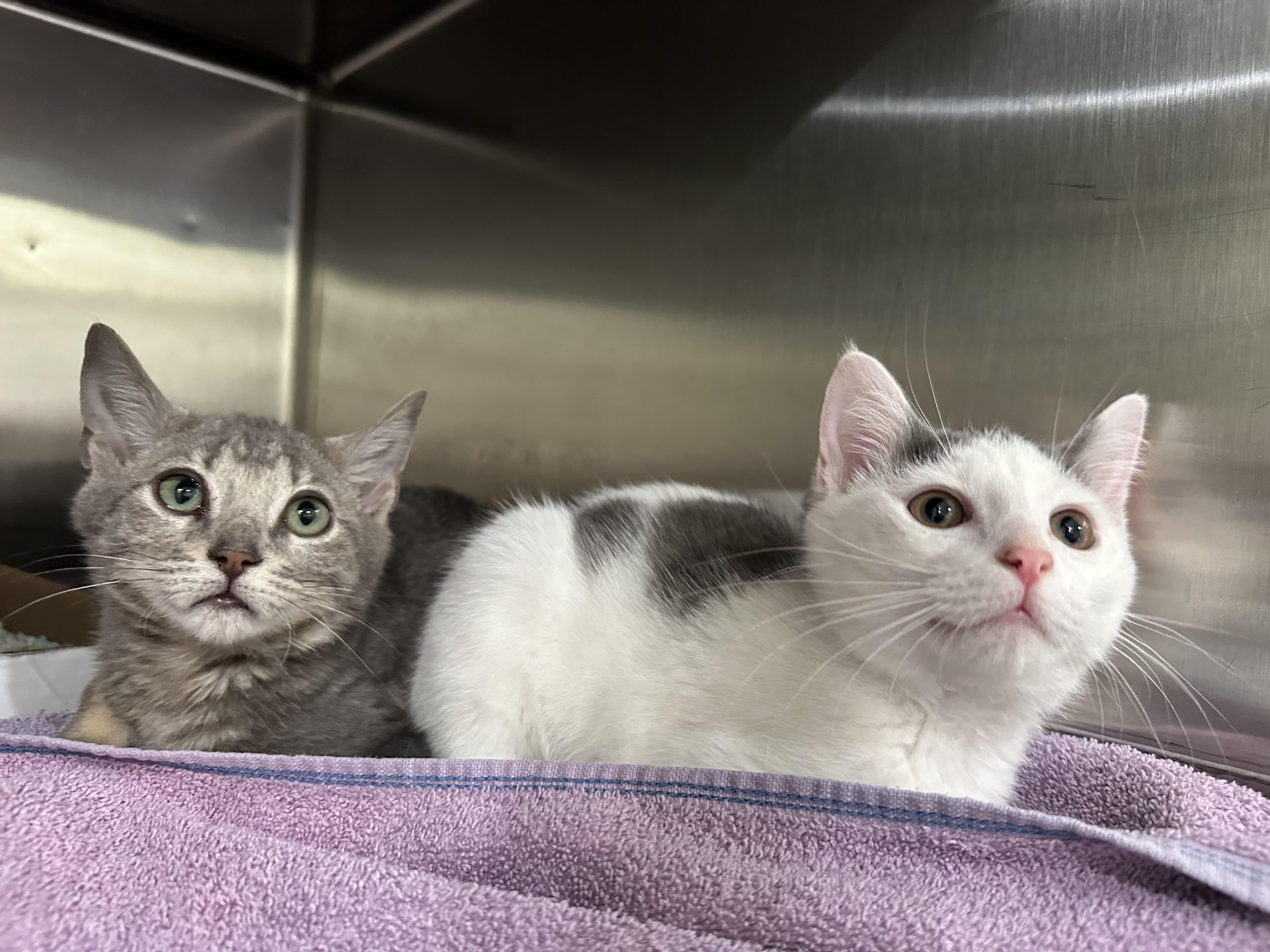 Enlarge Carl & Harper, a ADOPTABLE mixed breed in Lawrenceville, GA image 2/6