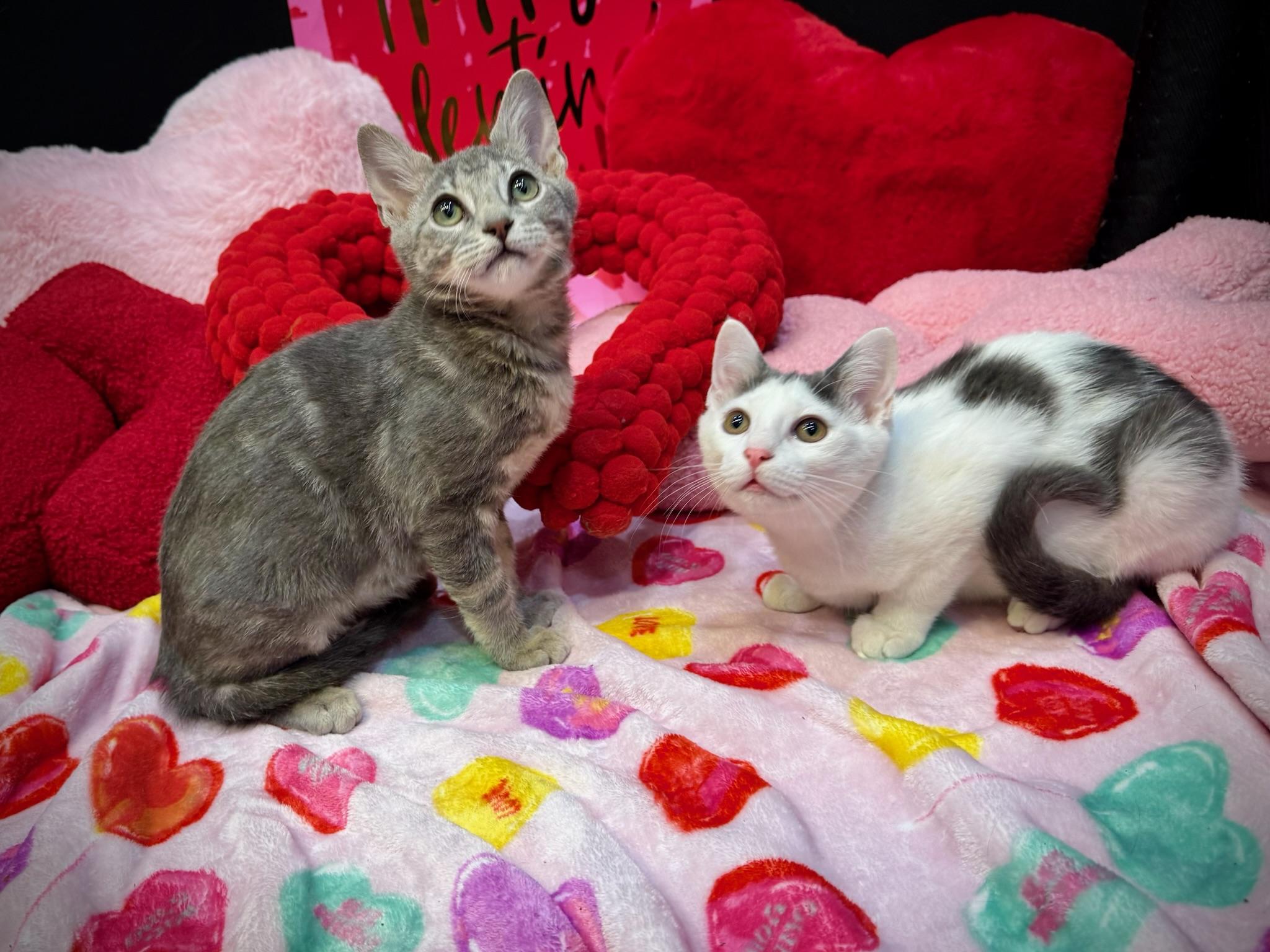 Carl & Harper, ADOPTABLE, Kitten Female Domestic Short Hair.