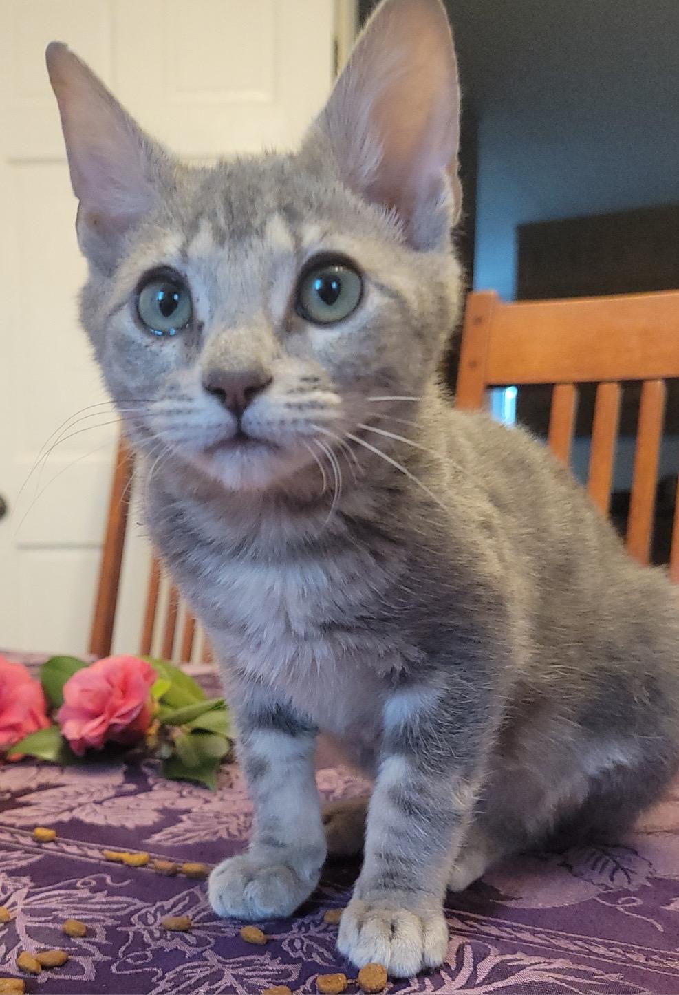 Enlarge Carl & Harper, a ADOPTABLE mixed breed in Lawrenceville, GA image 6/6