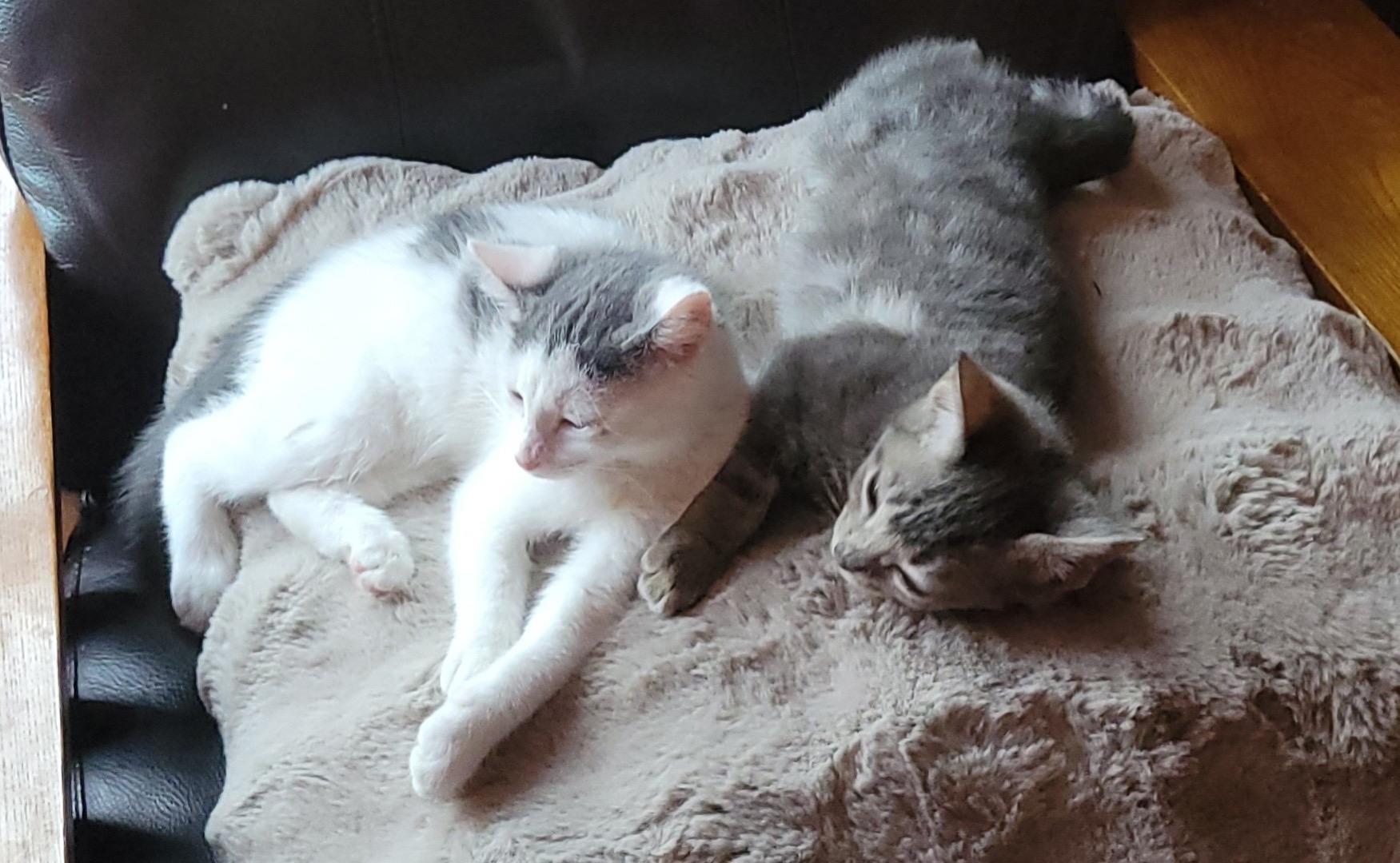 Carl & Harper, ADOPTABLE, Kitten Female Domestic Short Hair.