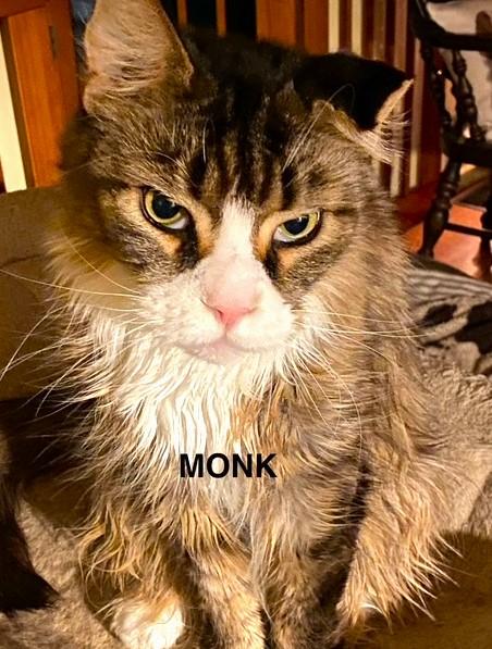 Monk, Adoptable, Senior Male Maine Coon.