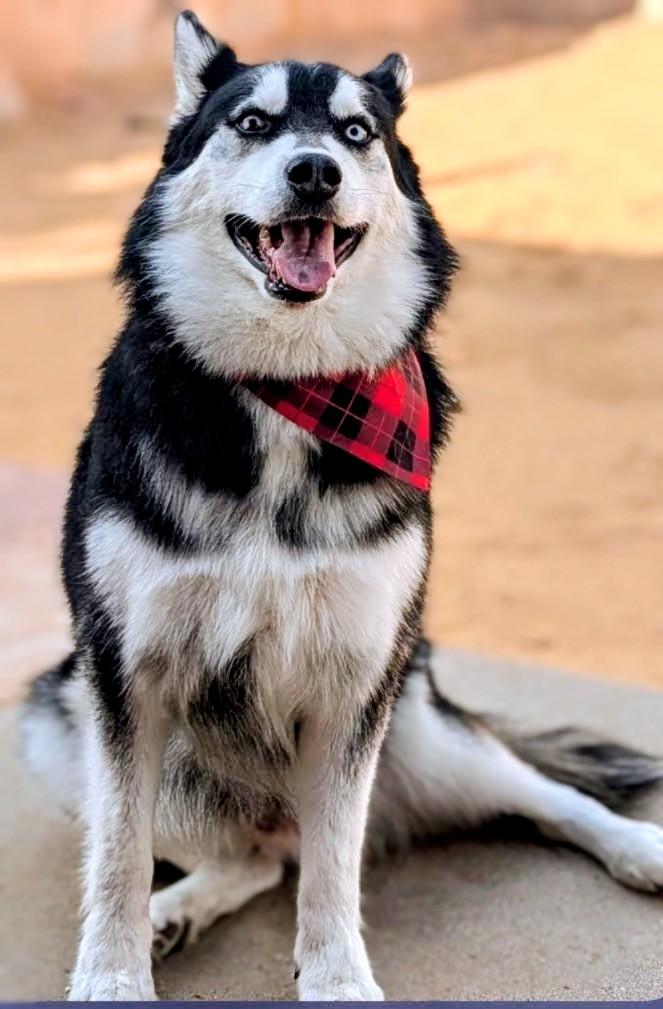 HUSKER the Husky, ADOPTABLE, Adult Male Husky.