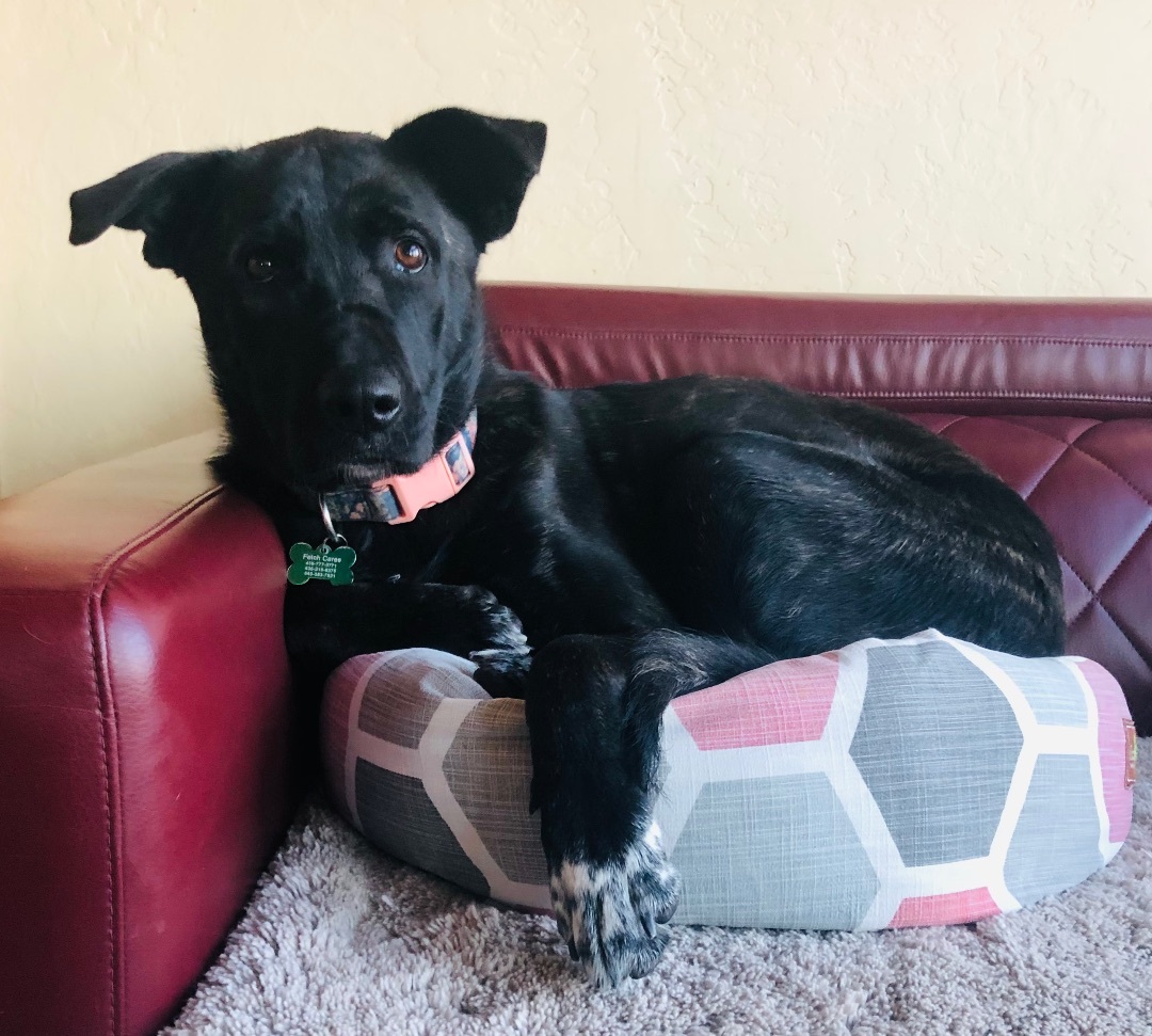 Millie, Adopted, Puppy Female Mixed Breed.