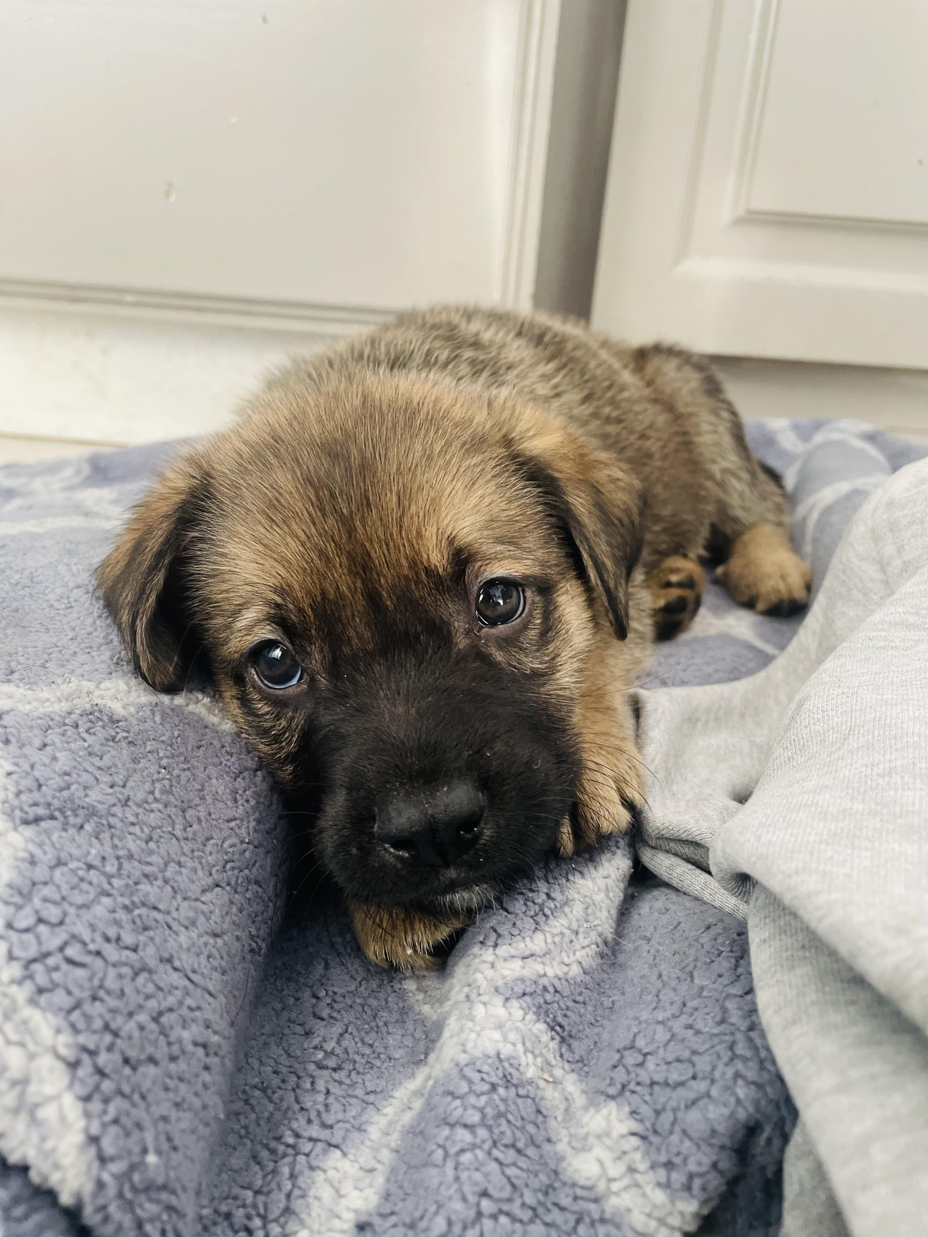 Havarti, a Adoptable mixed breed in Brantford, ON image 1/5