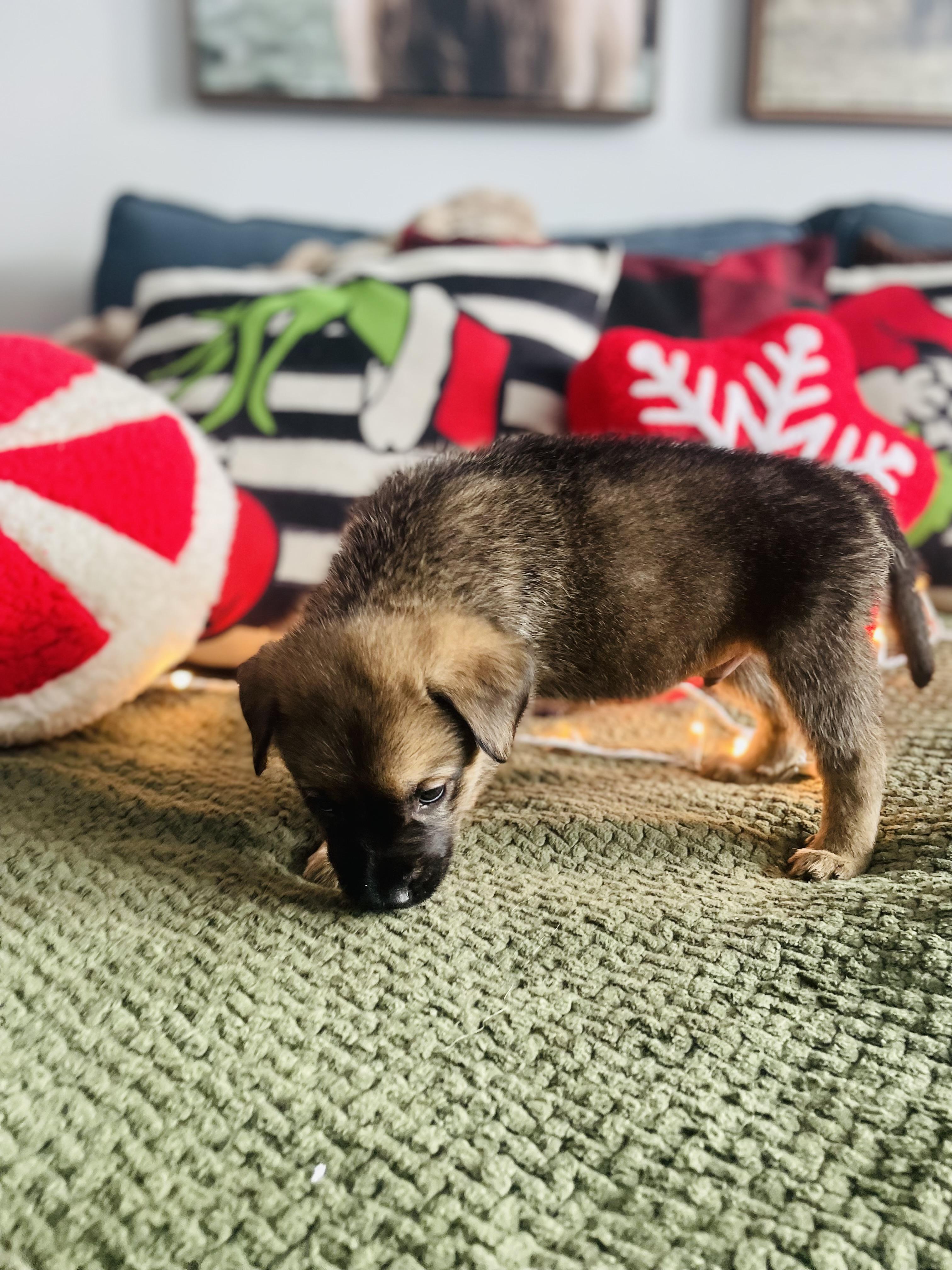 Havarti, a Adoptable mixed breed in Brantford, ON image 2/5