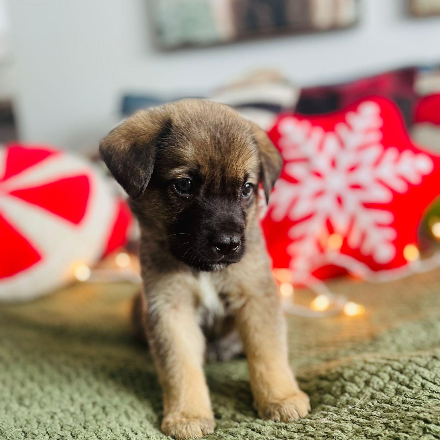 Havarti, a Adoptable mixed breed in Brantford, ON image 3/5