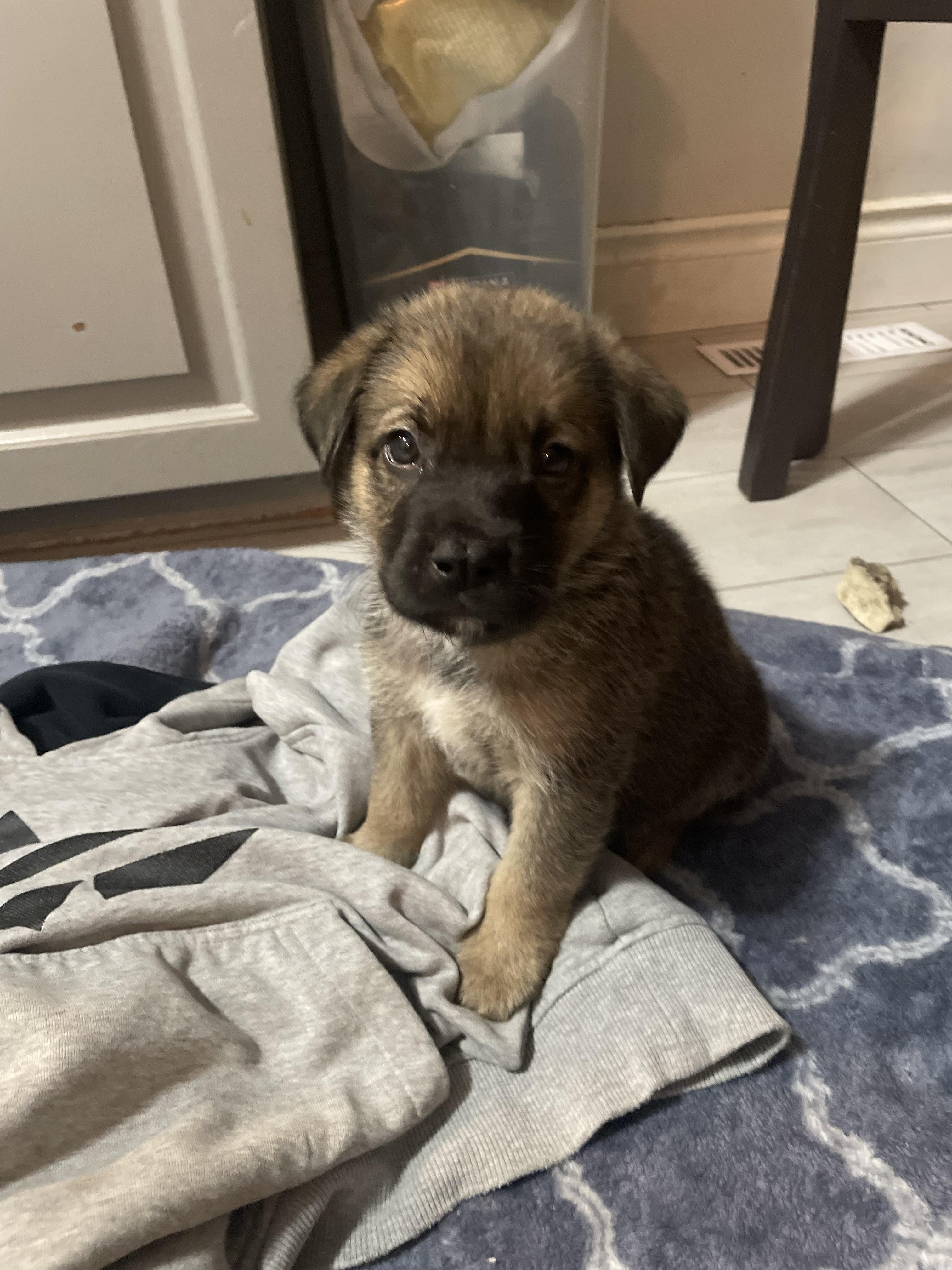 Havarti, a Adoptable mixed breed in Brantford, ON image 4/5