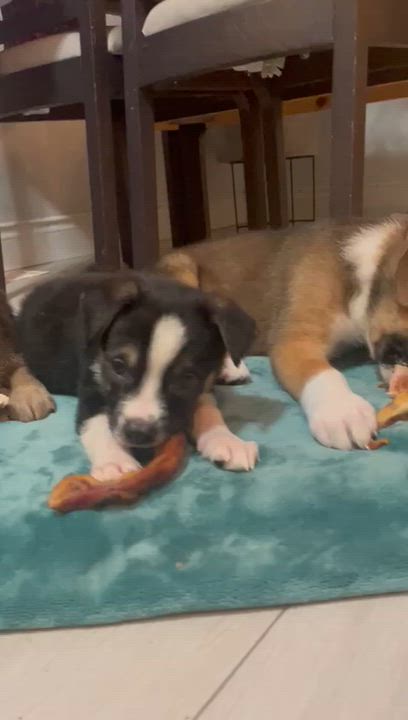 Enlarge Havarti, a Adoptable mixed breed in Brantford, ON video 5/5