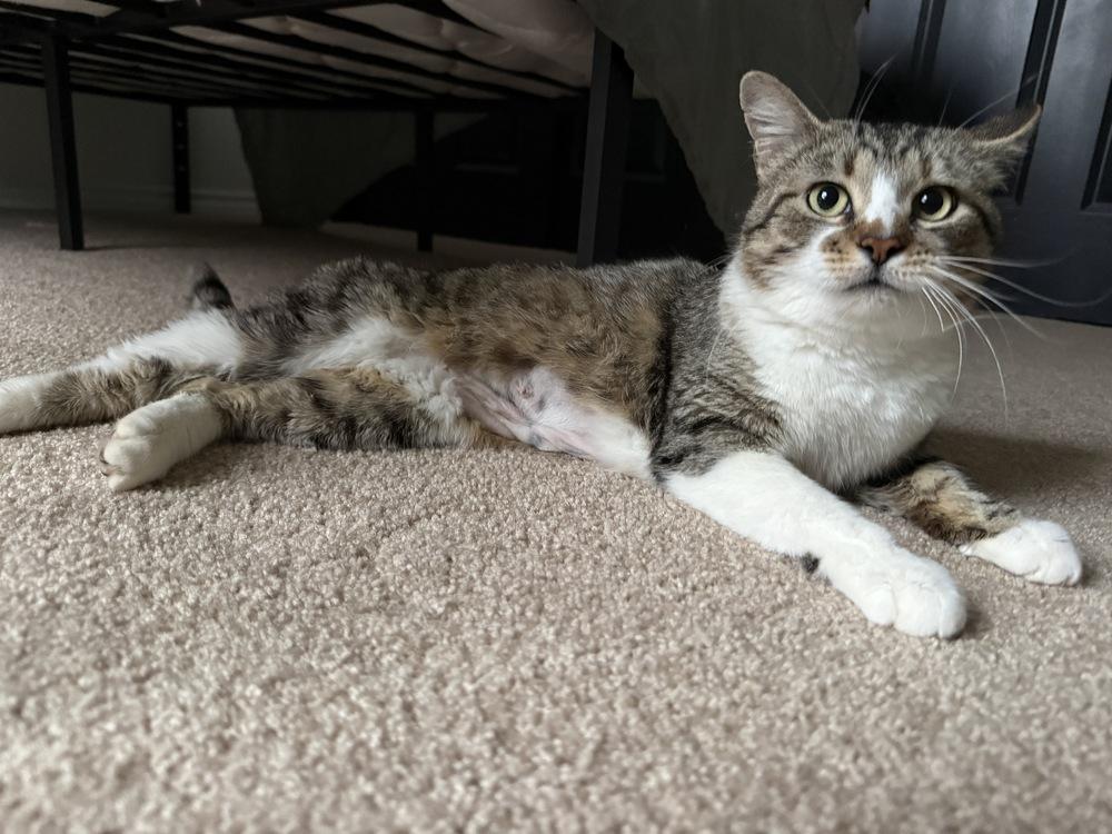 OMARI, Adoptable, Adult Female Domestic Short Hair.