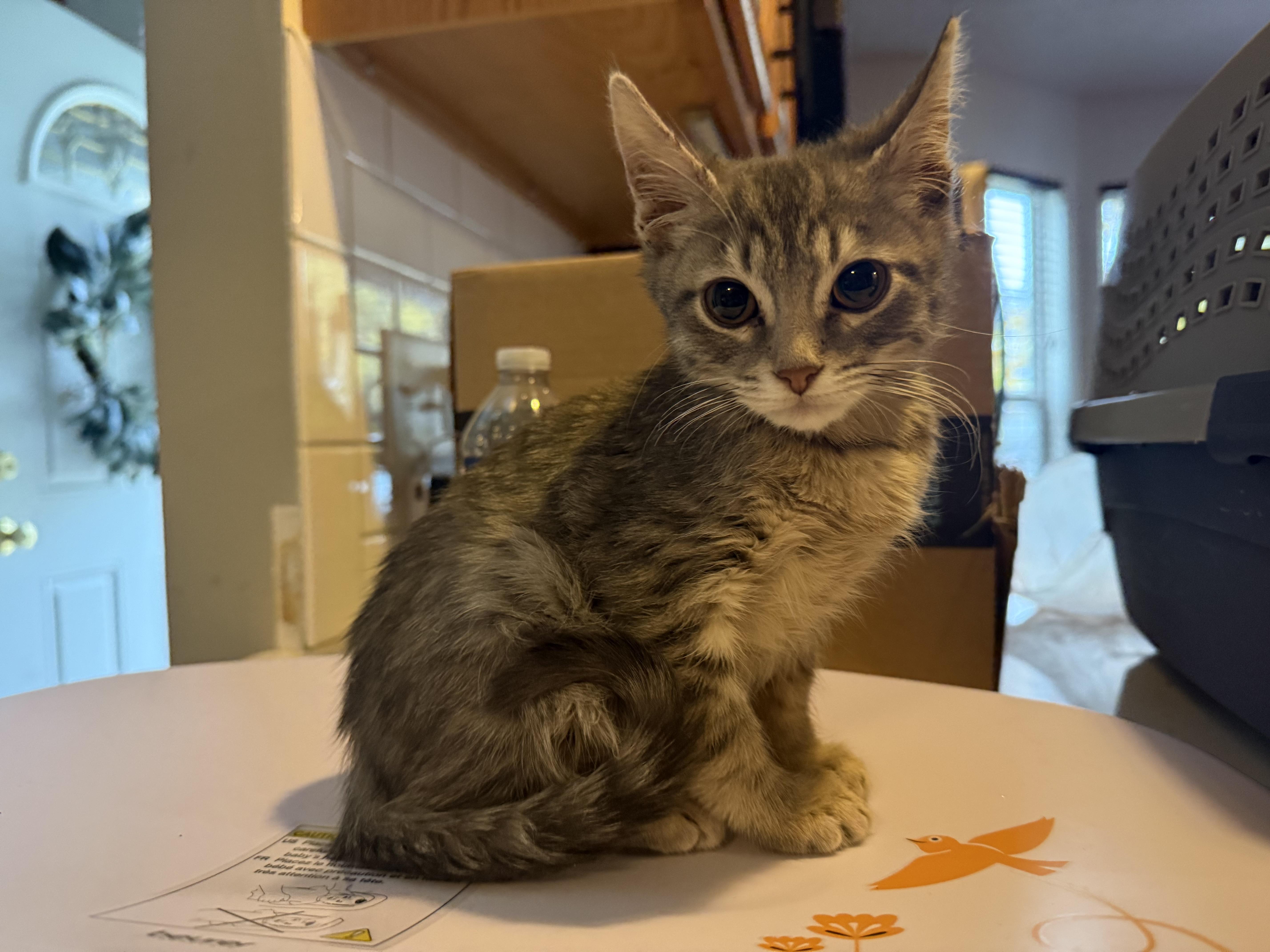 Enlarge Larry, an adopted Domestic Short Hair in Massillon , OH image 1/3
