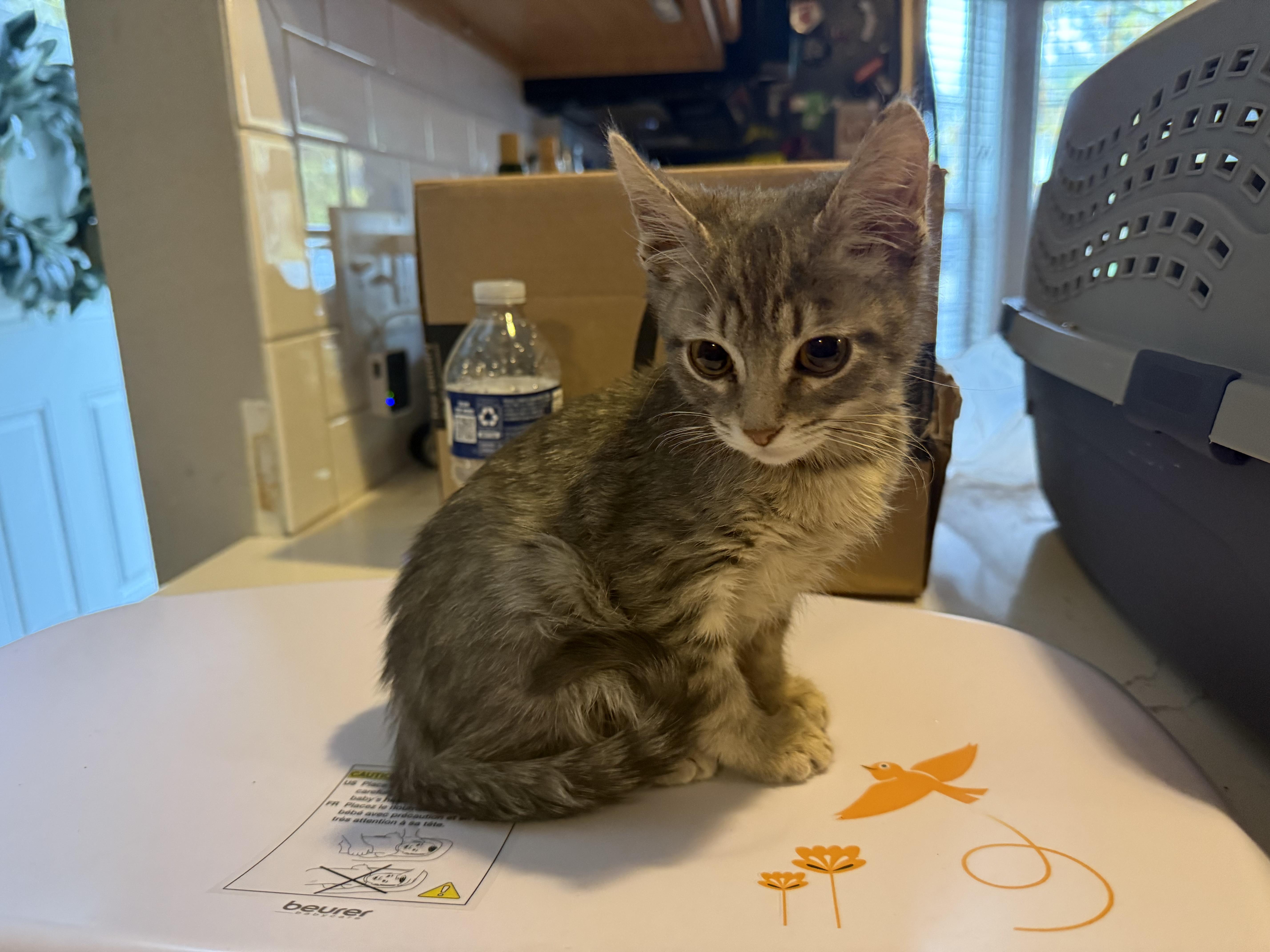 Enlarge Larry, an adopted Domestic Short Hair in Massillon , OH image 2/3