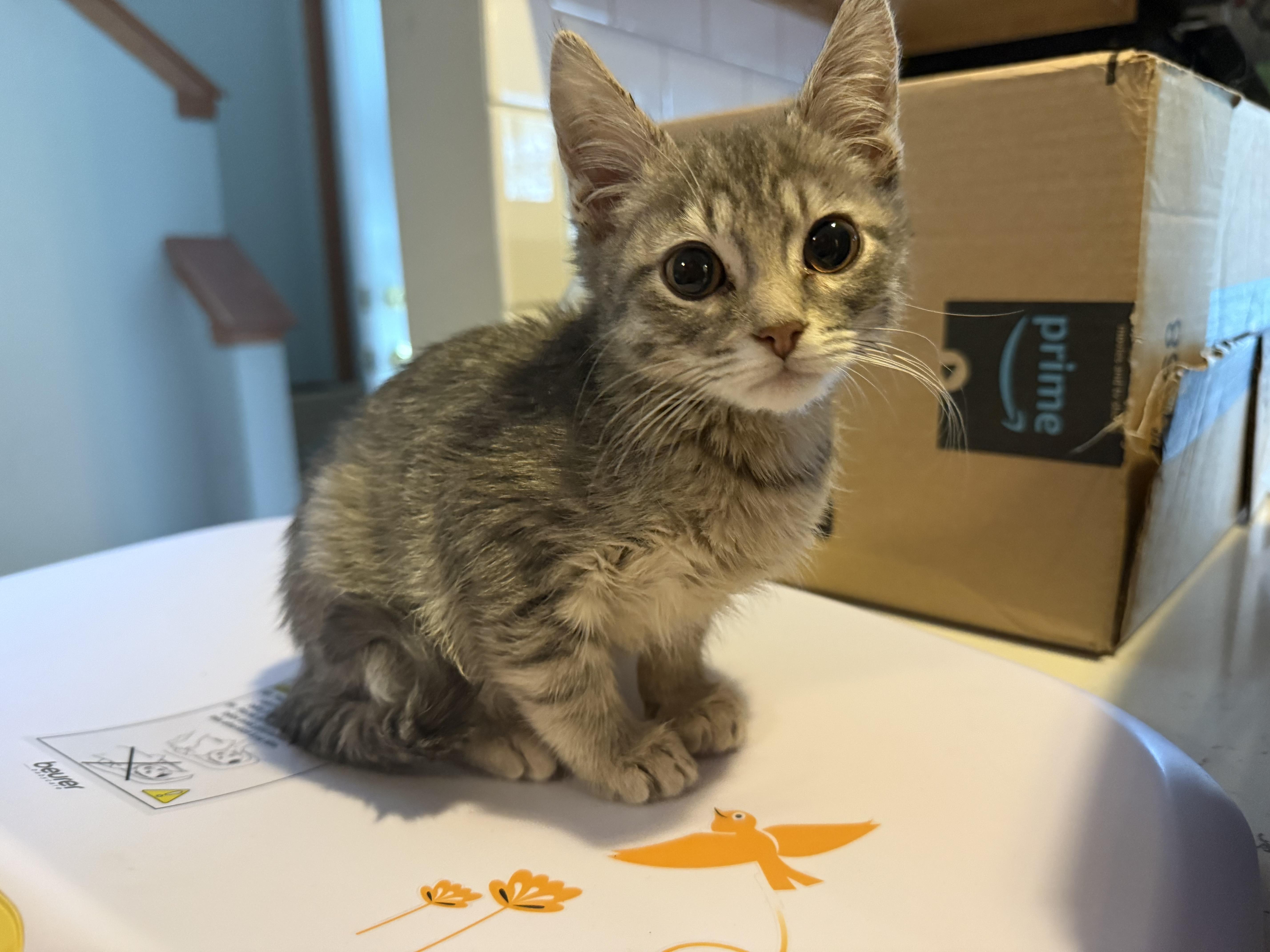 Enlarge Larry, an adopted Domestic Short Hair in Massillon , OH image 3/3