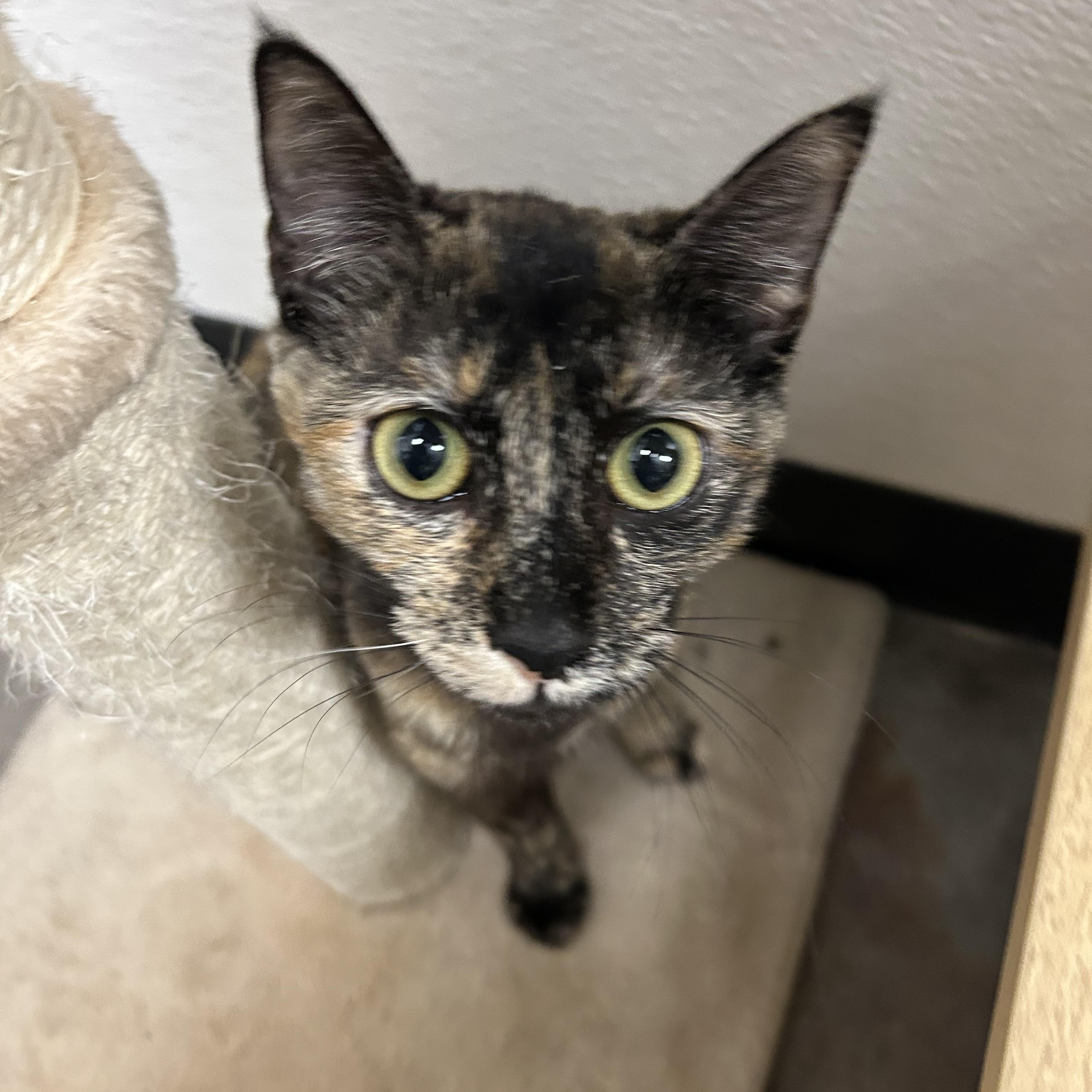 Enlarge Reeses, a ADOPTABLE Domestic Short Hair in Chandler, AZ image 3/5