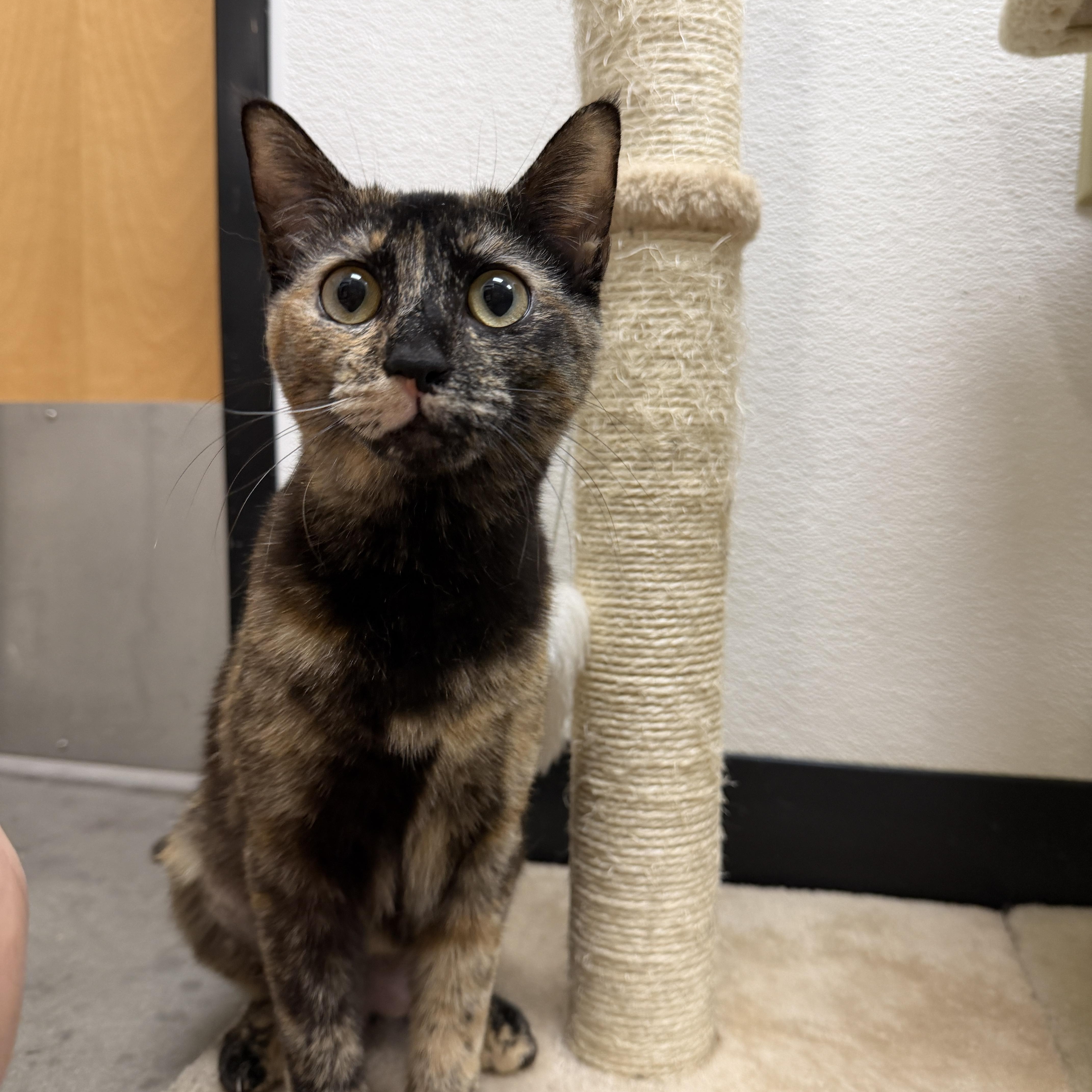 Enlarge Reeses, a ADOPTABLE Domestic Short Hair in Chandler, AZ image 2/5