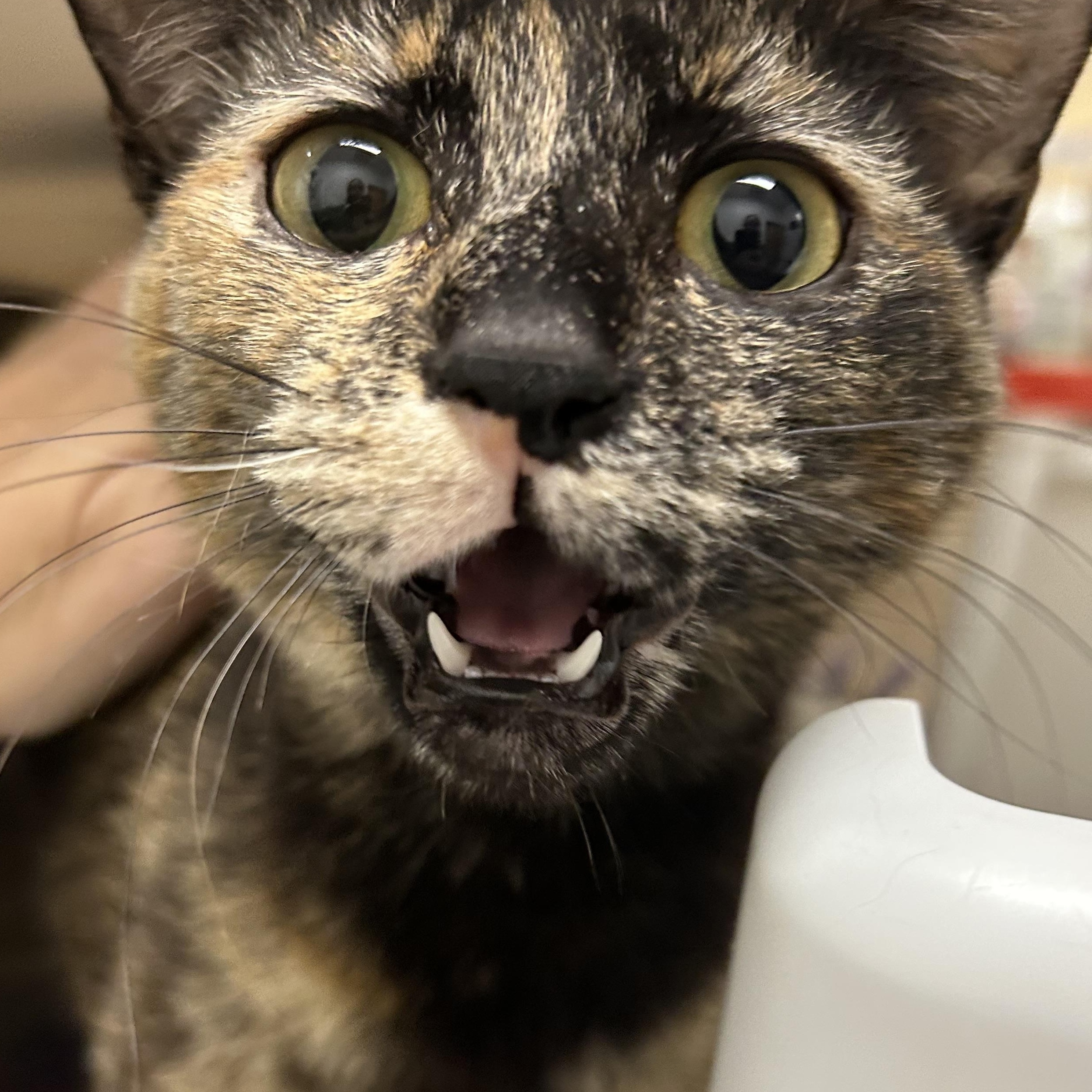 Enlarge Reeses, a ADOPTABLE Domestic Short Hair in Chandler, AZ image 5/5