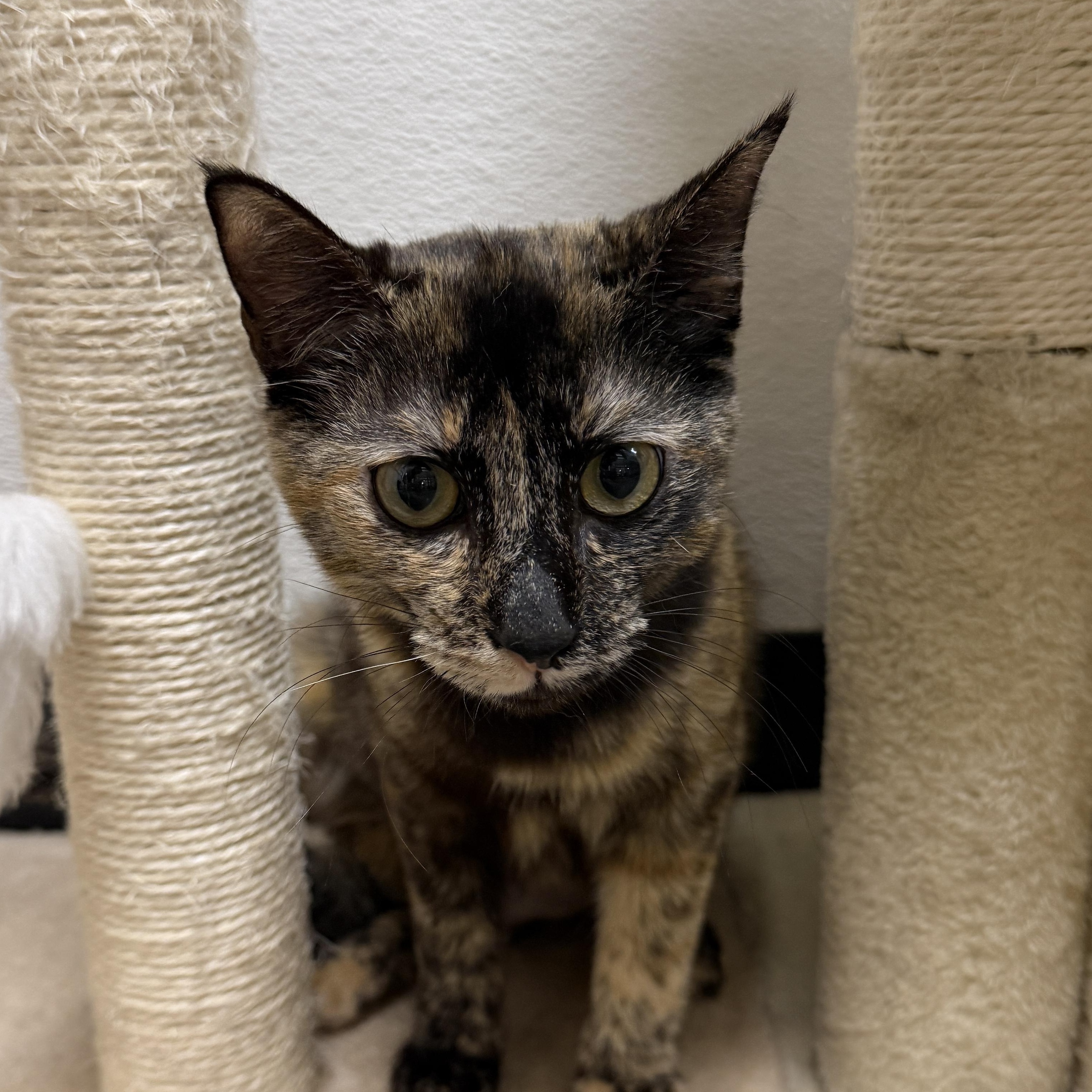 Enlarge Reeses, a ADOPTABLE Domestic Short Hair in Chandler, AZ image 4/5
