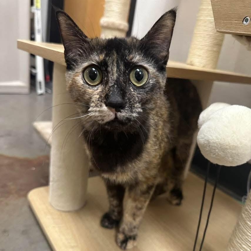 Reeses, ADOPTABLE, Kitten Female Domestic Short Hair.