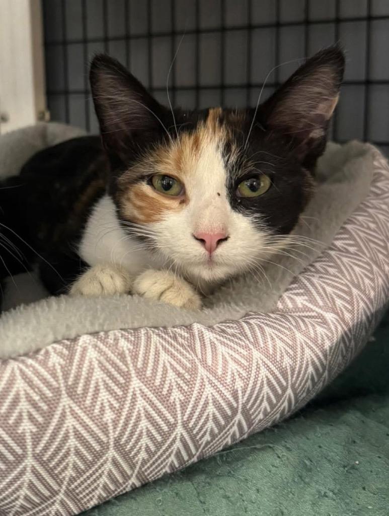 Gladys, Adoptable, Kitten Female Domestic Short Hair.