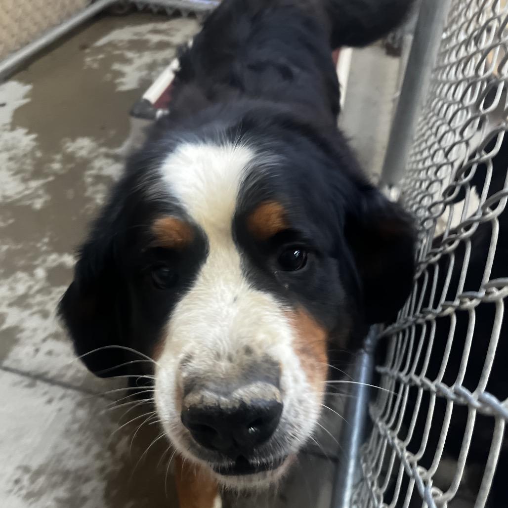 Kiwi, Adoptable, Adult Female Bernese Mountain Dog.