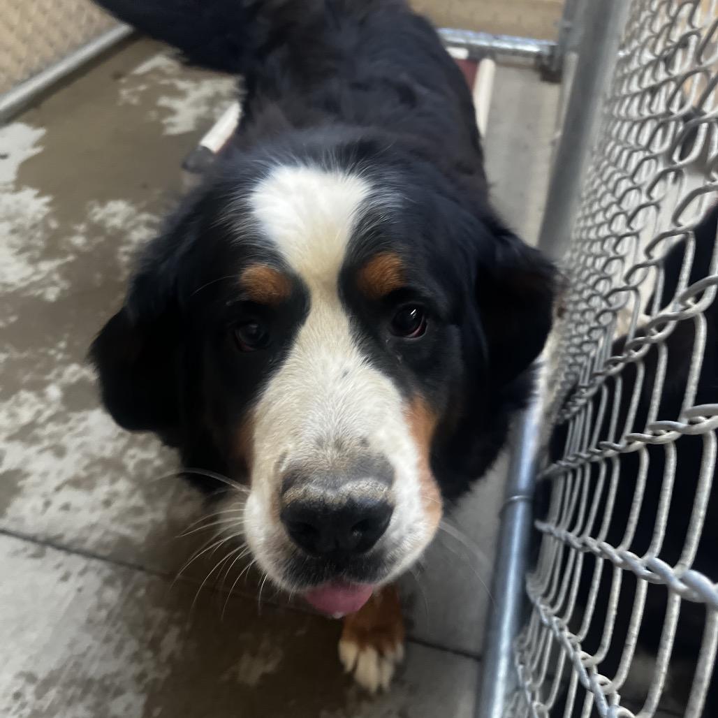 Enlarge Kiwi, a Adoptable Bernese Mountain Dog in Delaware, OH image 2/3