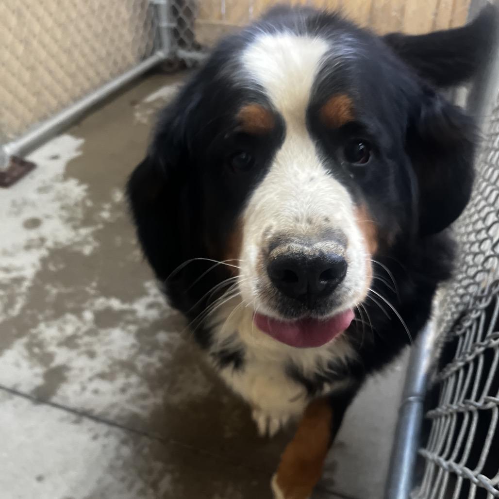 Enlarge Kiwi, a Adoptable Bernese Mountain Dog in Delaware, OH image 3/3